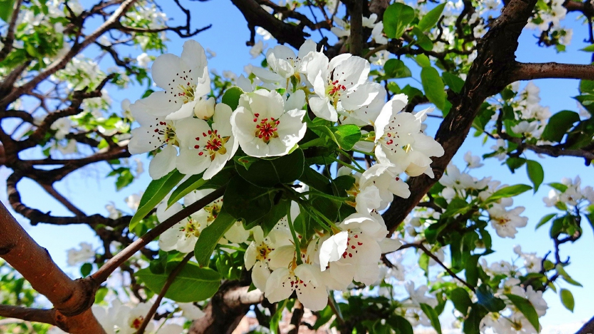 wiosna drzewo oddział natura kwiat flora liść ogród bluming sezon na zewnątrz lato jabłko kwiatowy zbliżenie wiśnia wzrost piękny płatek