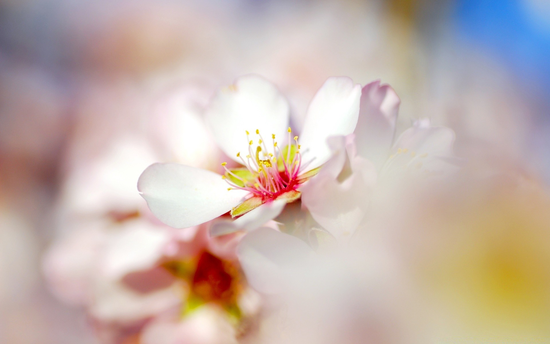 primavera natura fiore foglia sfocatura luminoso flora dop estate delicato ciliegia pasqua giardino all aperto crescita compagno petalo floreale