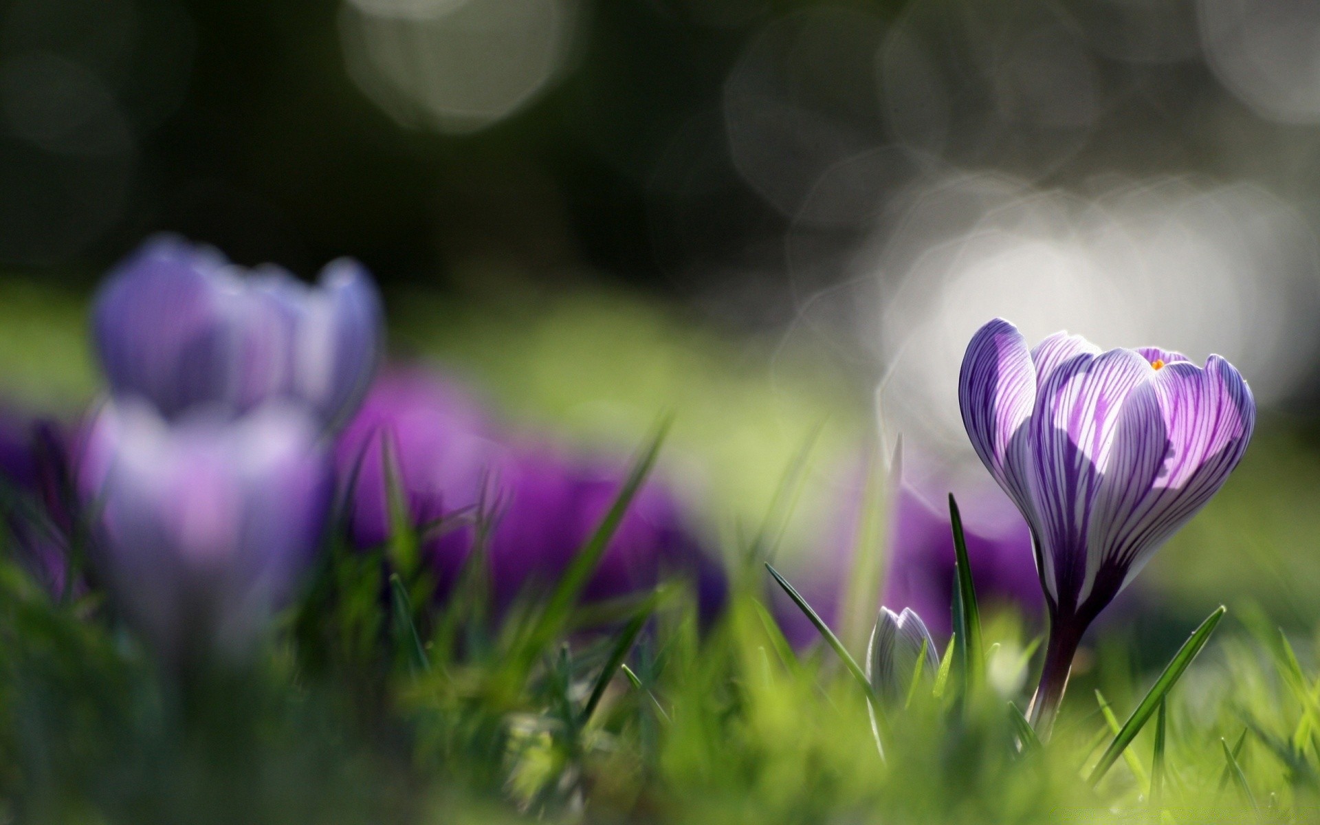 primavera fiore natura erba giardino croco flora fieno floreale estate viola foglia campo fioritura colore luminoso pasqua petalo bel tempo sole parco