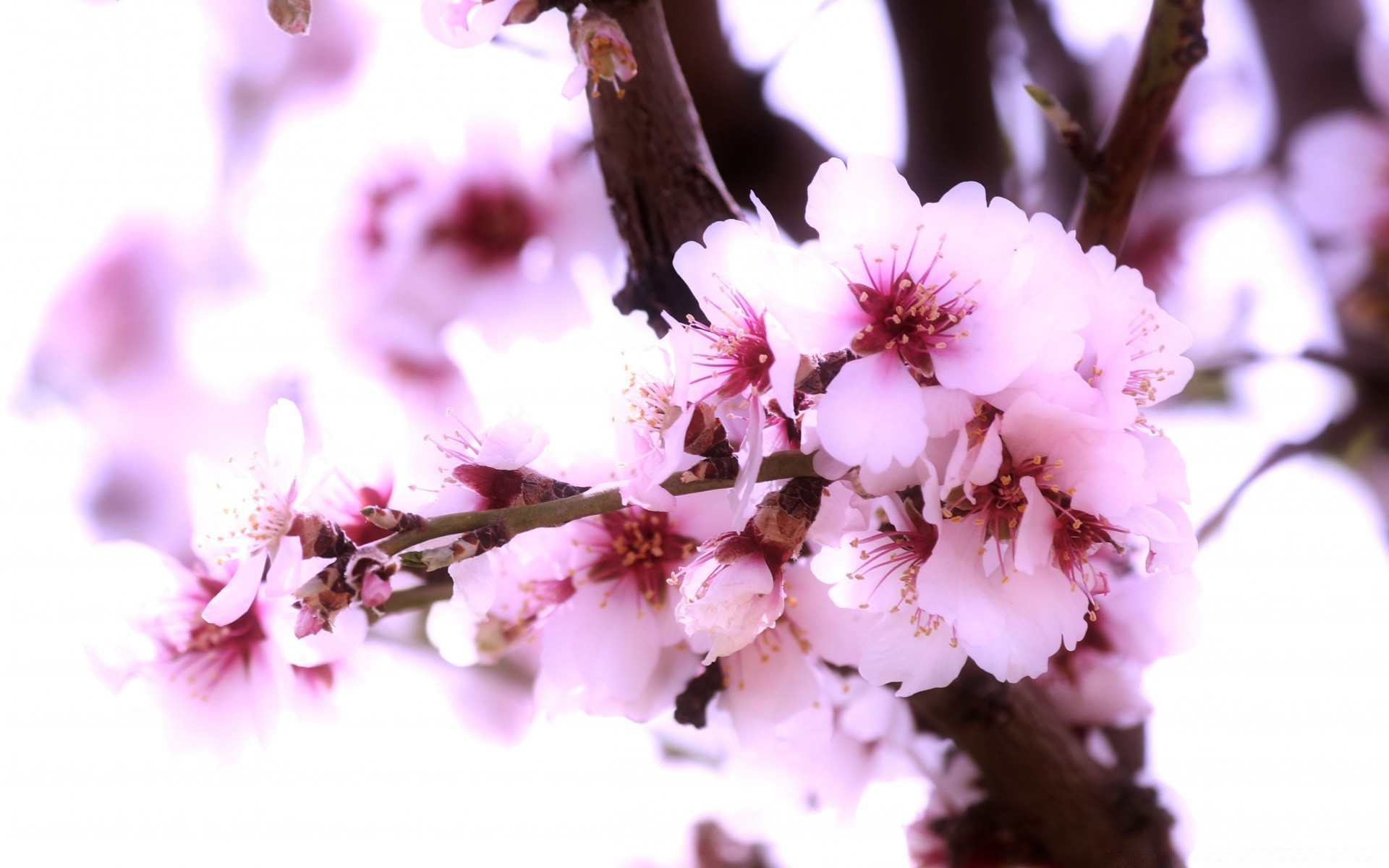 spring flower cherry branch nature tree flora blooming garden petal season apple bud floral leaf close-up delicate growth plum springtime