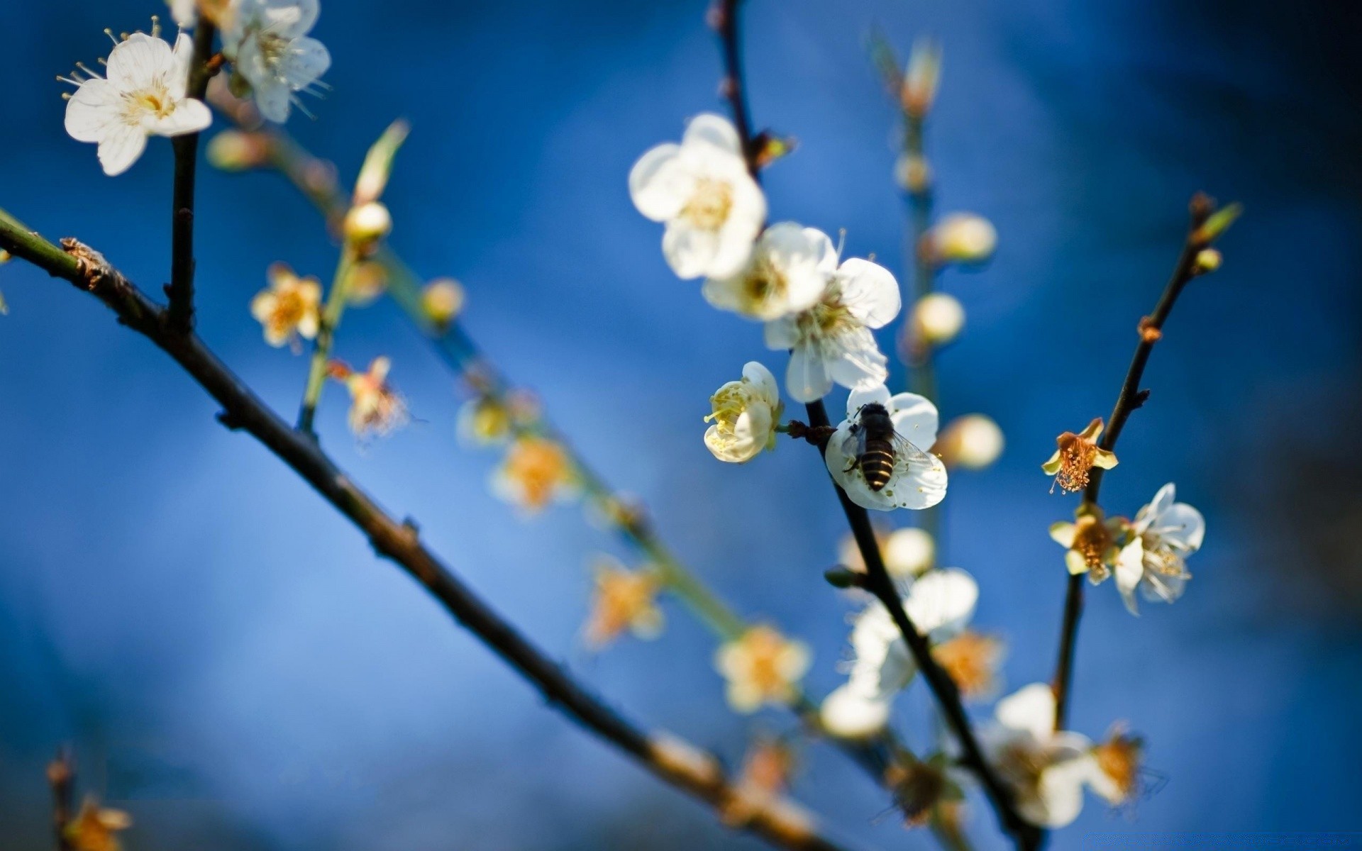 primavera fiore ramo natura albero flora ciliegio stagione all aperto crescita petalo compagno mela giardino luminoso fioritura foglia delicato prugna primo piano