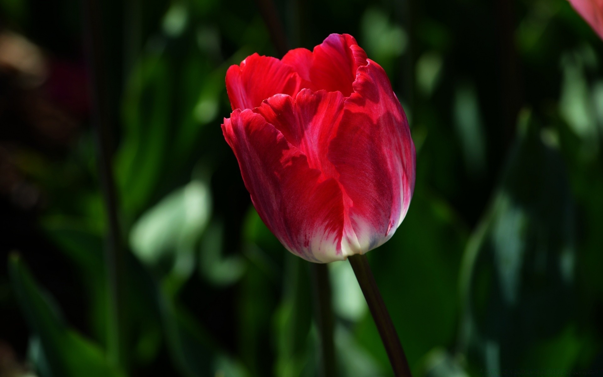 primavera natura fiore foglia flora estate giardino esterno vivid petalo tulipano crescita fiore di colore