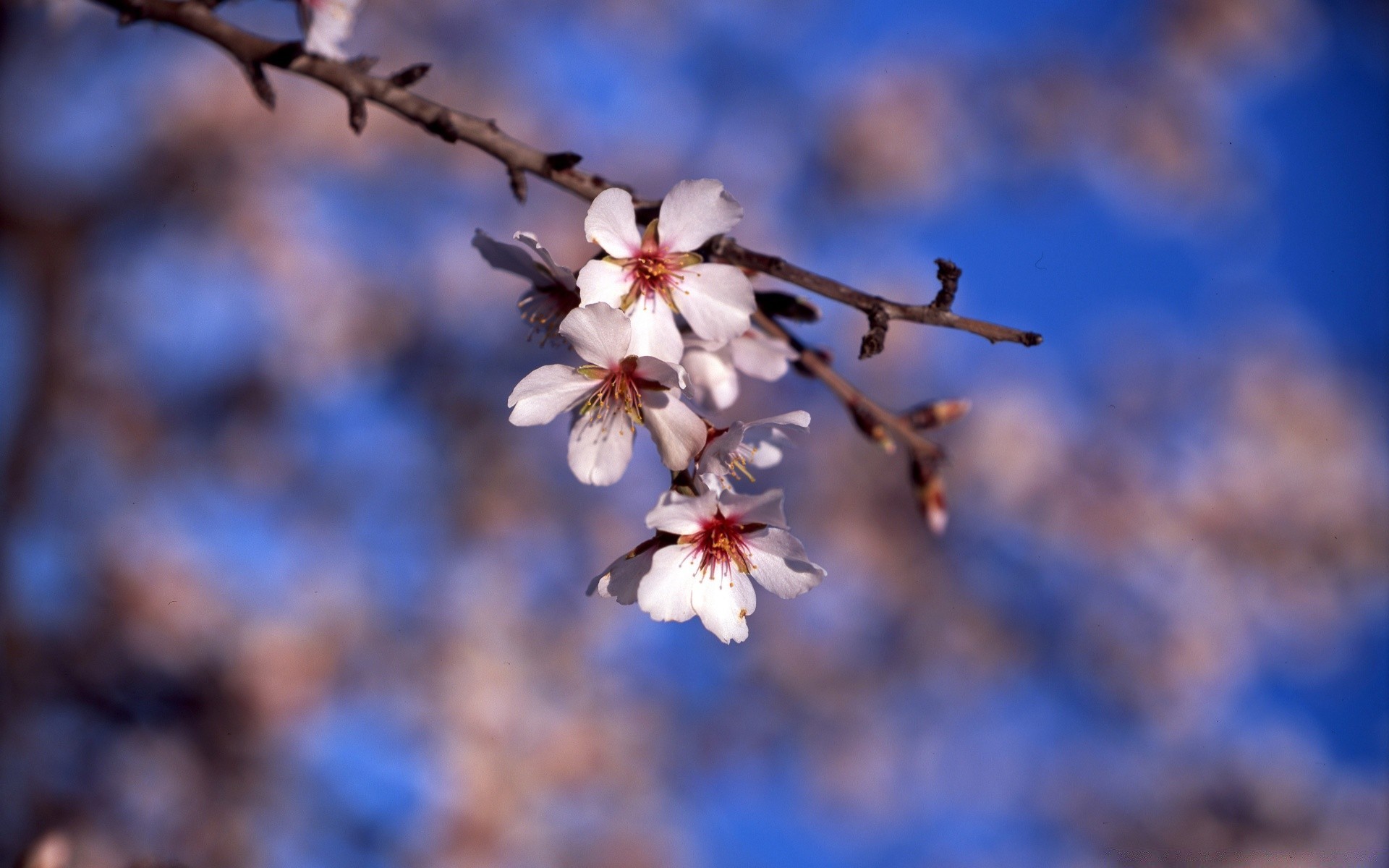 primavera flor naturaleza al aire libre árbol desenfoque rama cereza crecimiento invierno hoja flora buen tiempo manzana brillante amigo