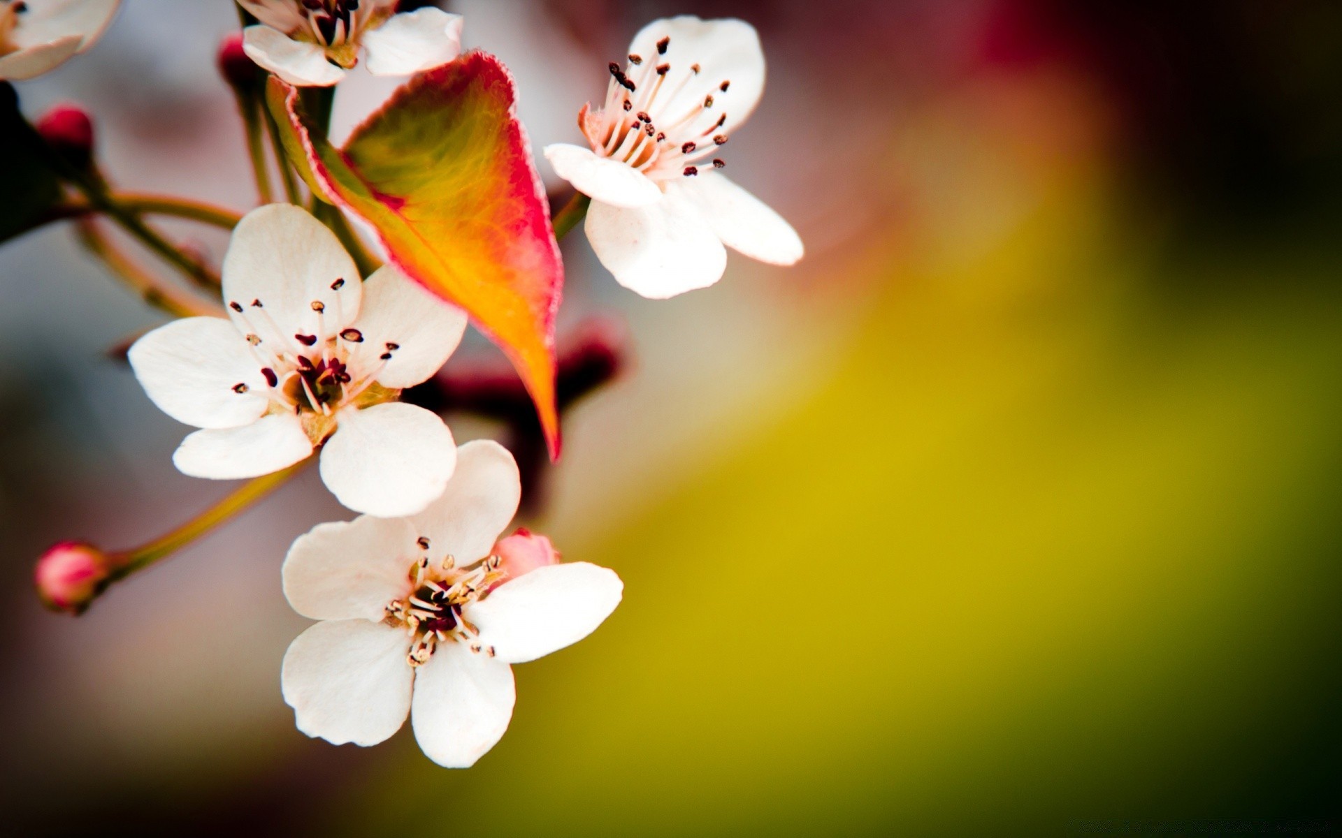 printemps fleur nature feuille flou pomme cerise été branche lumineux pâques flore à l extérieur croissance copain