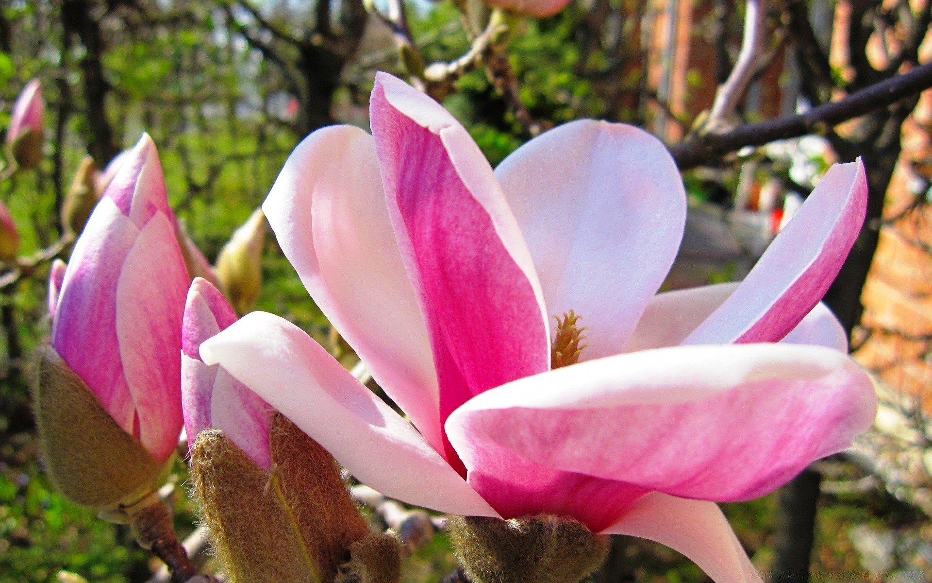 primavera flor naturaleza magnolia jardín flora hoja bluming al aire libre parque árbol verano pétalo hermoso color amigo floral