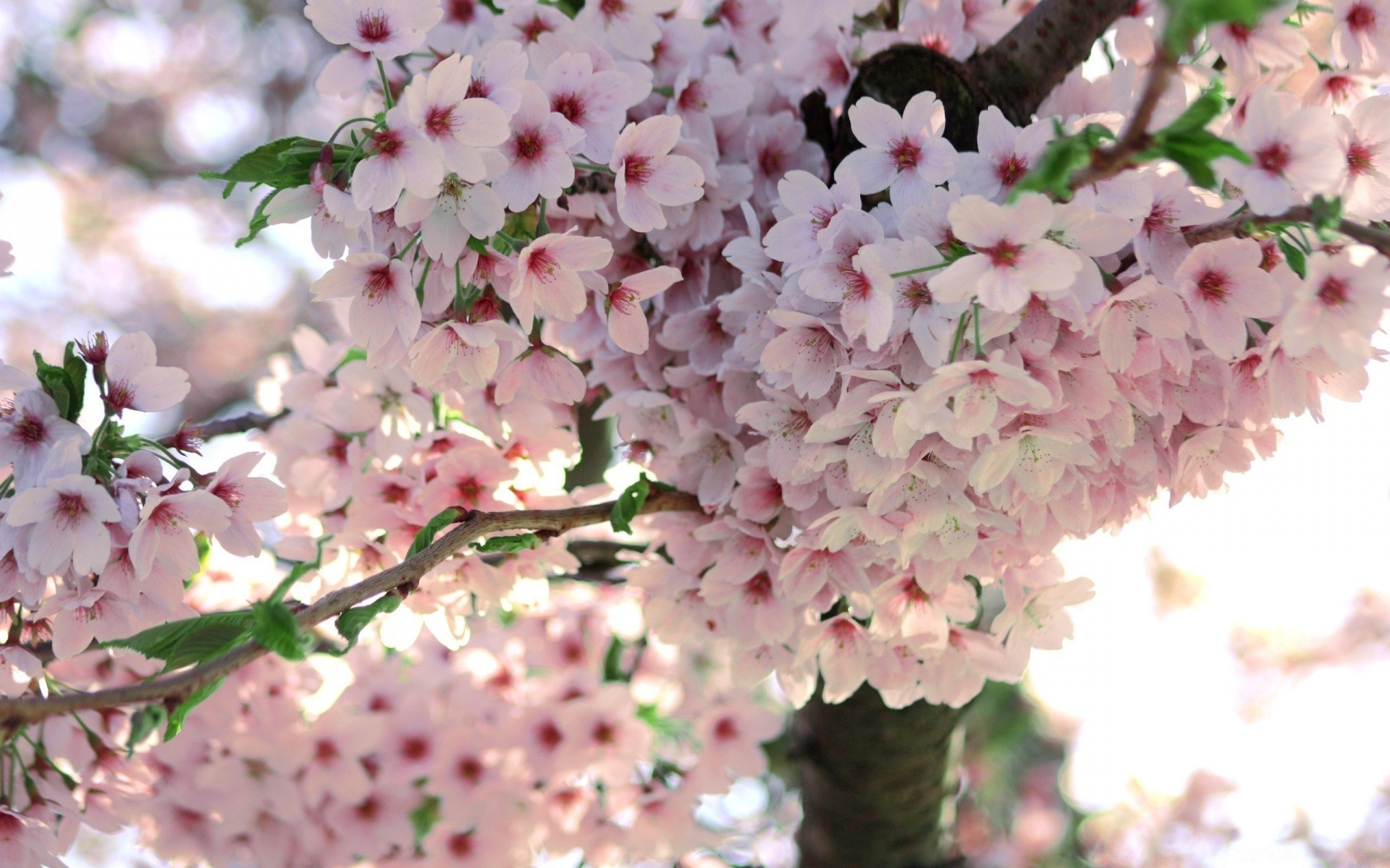 spring flower nature flora tree branch cherry garden leaf season floral blooming growth petal summer beautiful close-up color outdoors bright