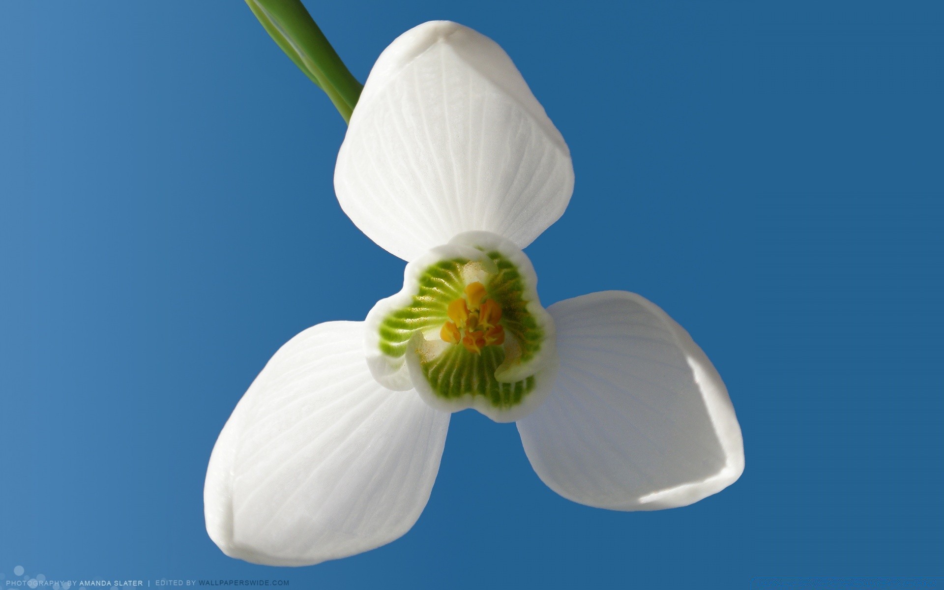 primavera natura fiore all aperto flora foglia luminosa delicato purezza estate petalo