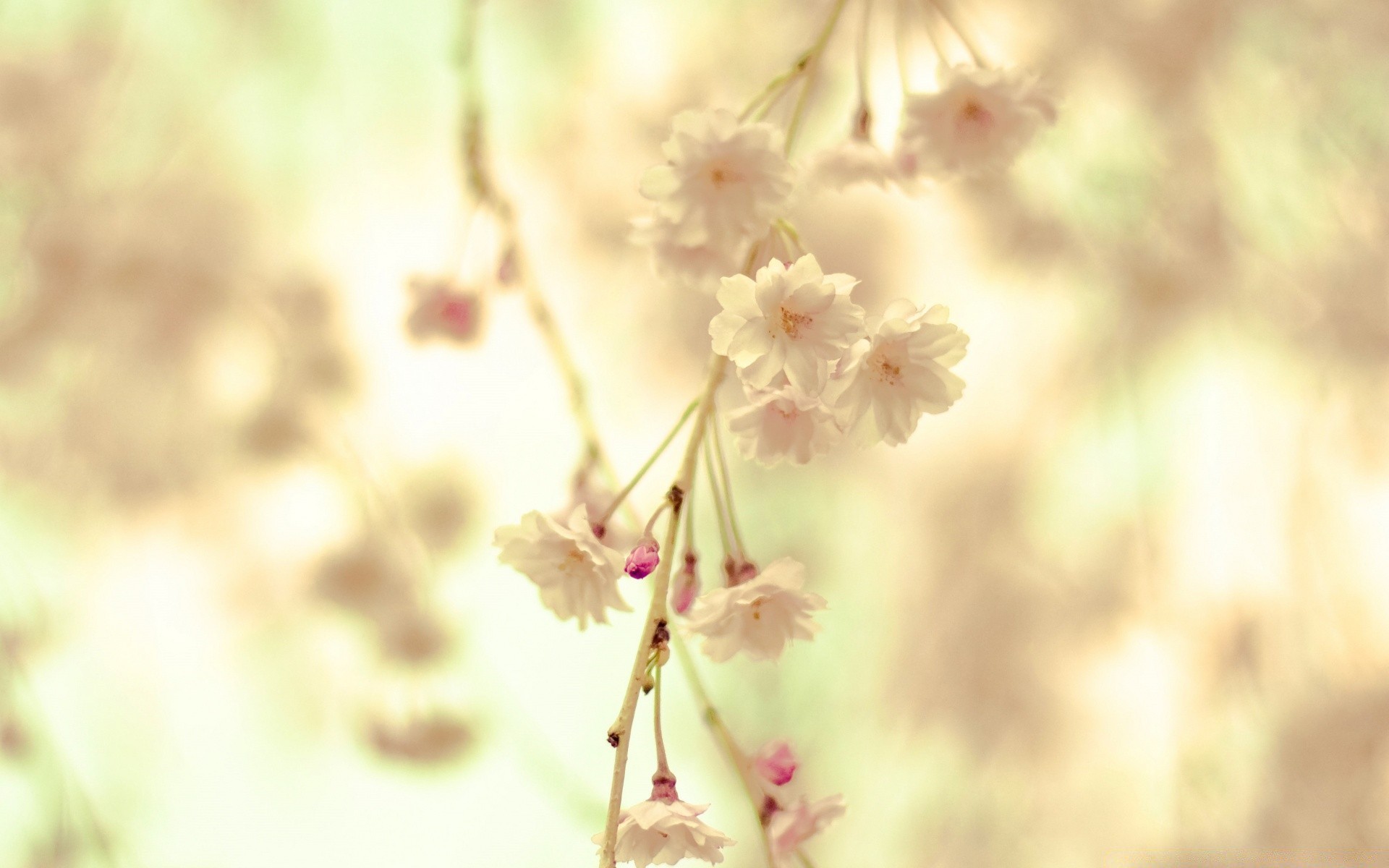 spring nature flower blur leaf flora summer outdoors fair weather growth bright garden tree delicate sun branch cherry dof