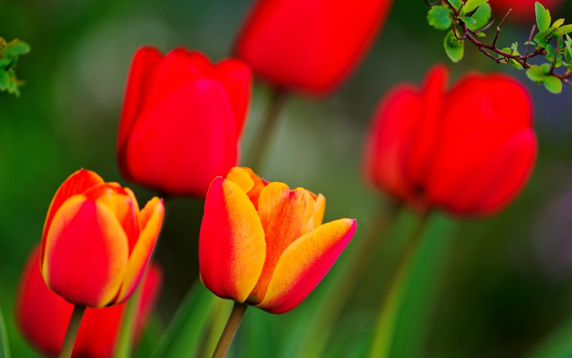 wiosna natura tulipan kwiat flora liść ogród lato jasny wzrost na zewnątrz kolor rozmycie kwiatowy płatek wielkanocny