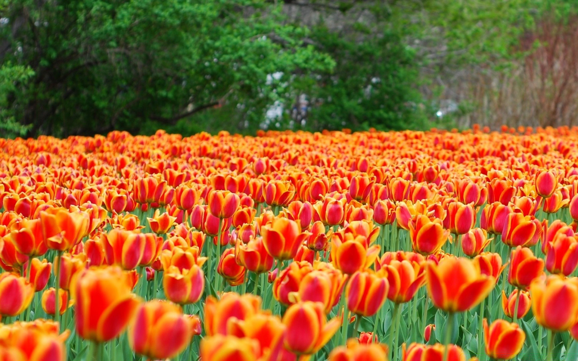 bahar doğa lale çiçek parlak bahçe yaprak sezon alan flora yaz renk çiçek kırsal açık havada saman ağacı güzel havalarda petal parlak büyüme