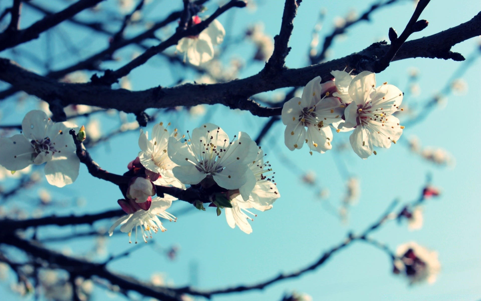 printemps cerise fleur arbre branche pomme prune nature copain flore saison bluming abricot jardin croissance pétale à l extérieur flou feuille gros plan