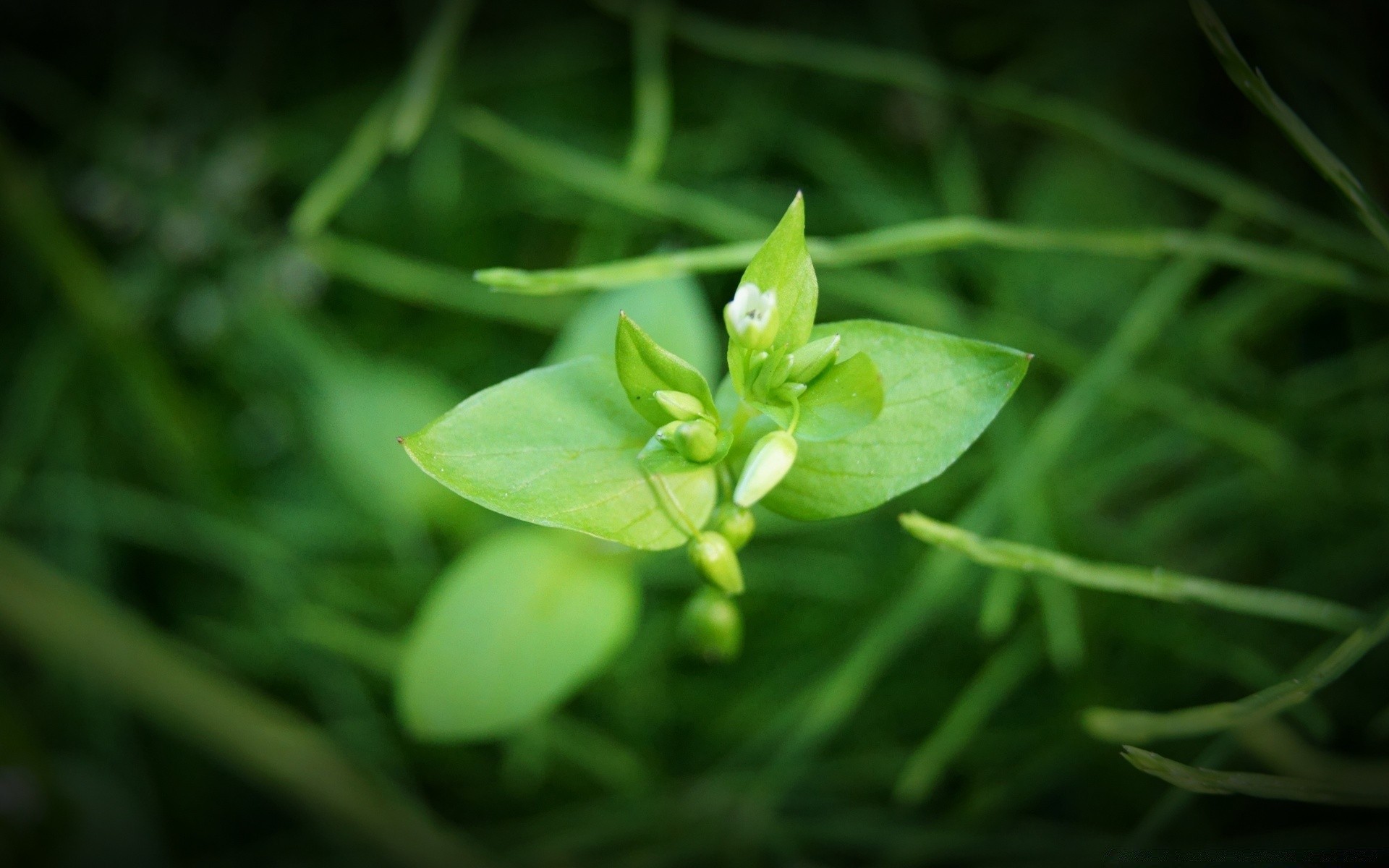 primavera folha natureza flora crescimento jardim chuva verão ao ar livre grama