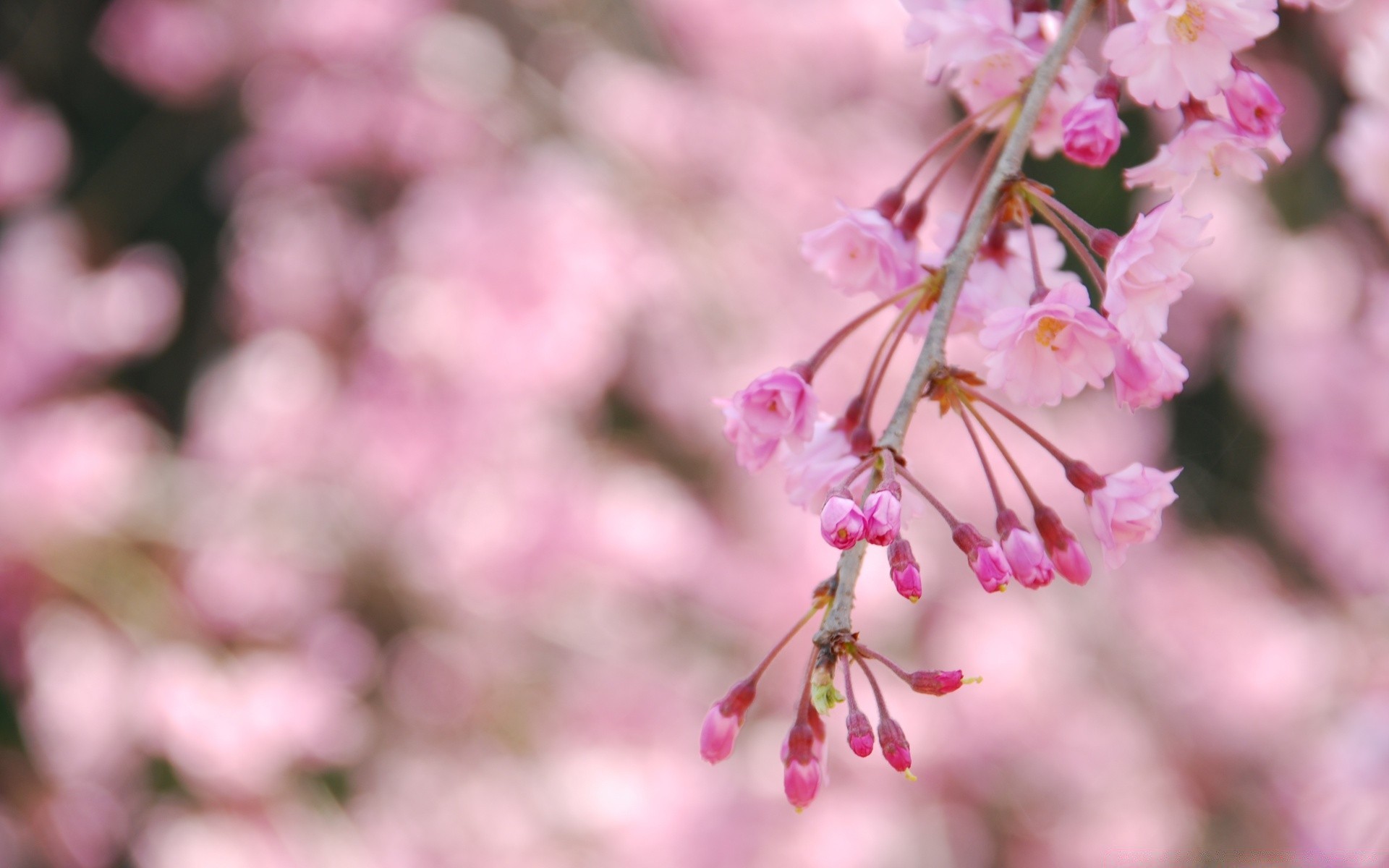 spring flower cherry nature flora garden tree branch leaf blooming petal season outdoors floral summer delicate bright growth park bud