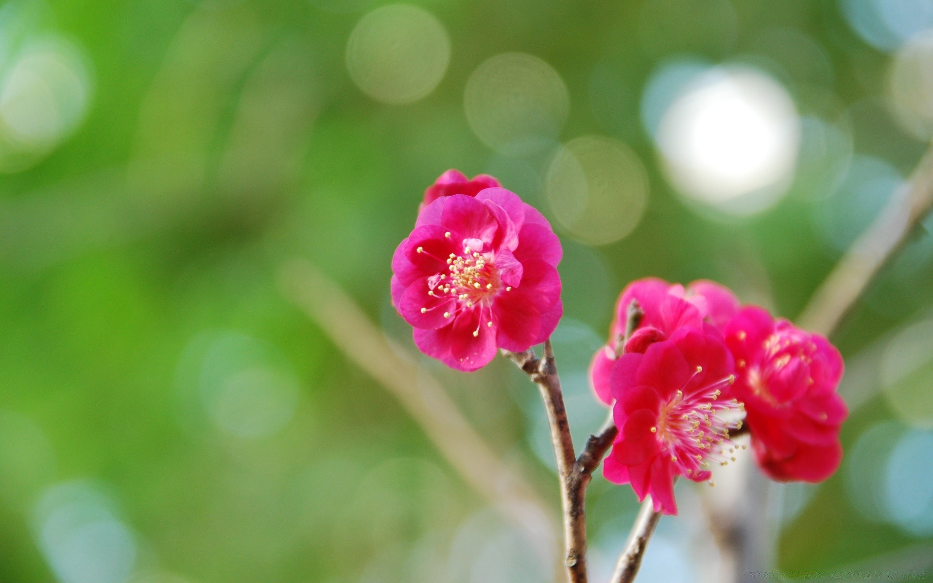 spring nature leaf flora summer outdoors flower growth garden close-up bright