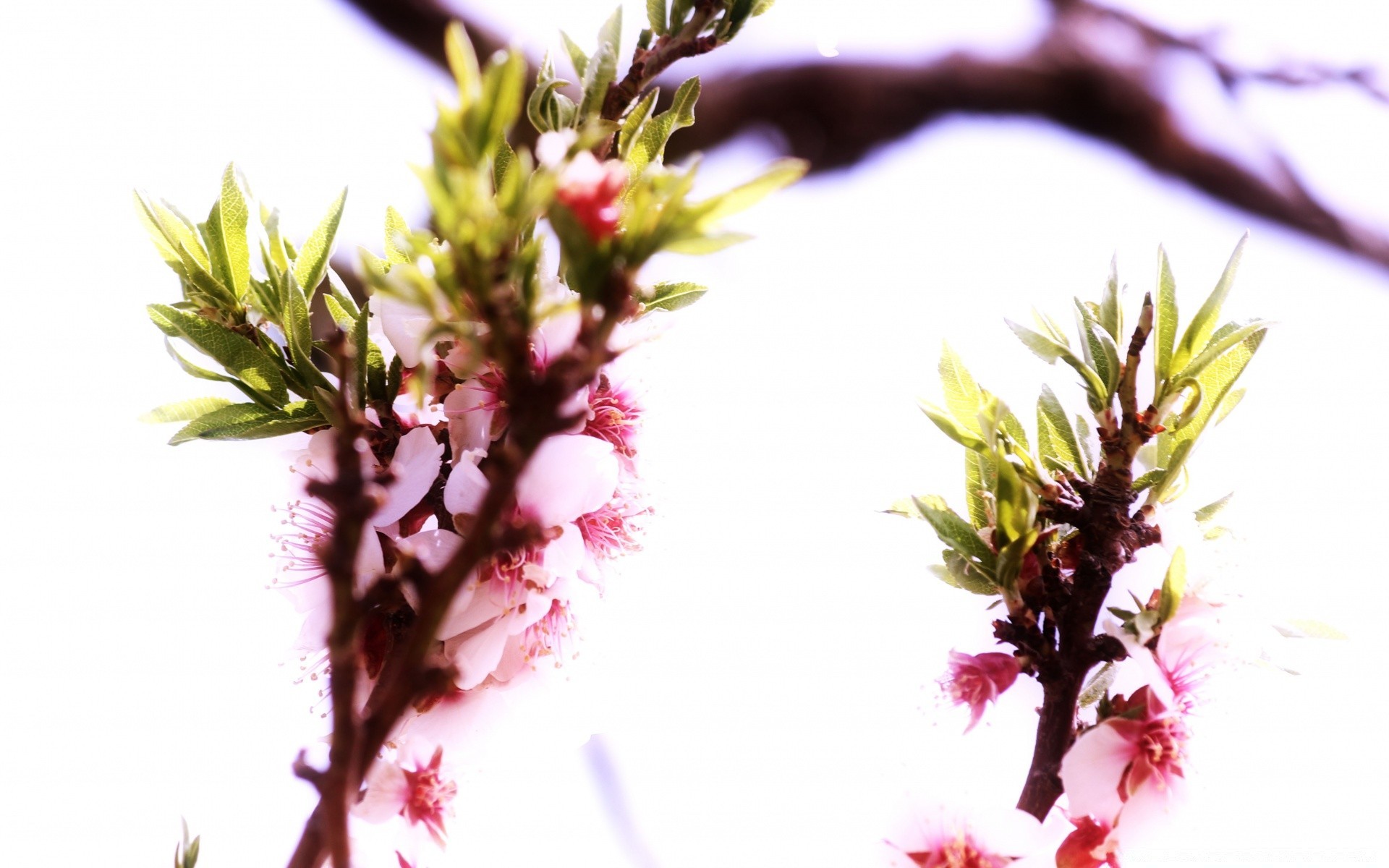 printemps fleur nature arbre branche flore bluming copain feuille gros plan jardin floral cerise pétale saison croissance été