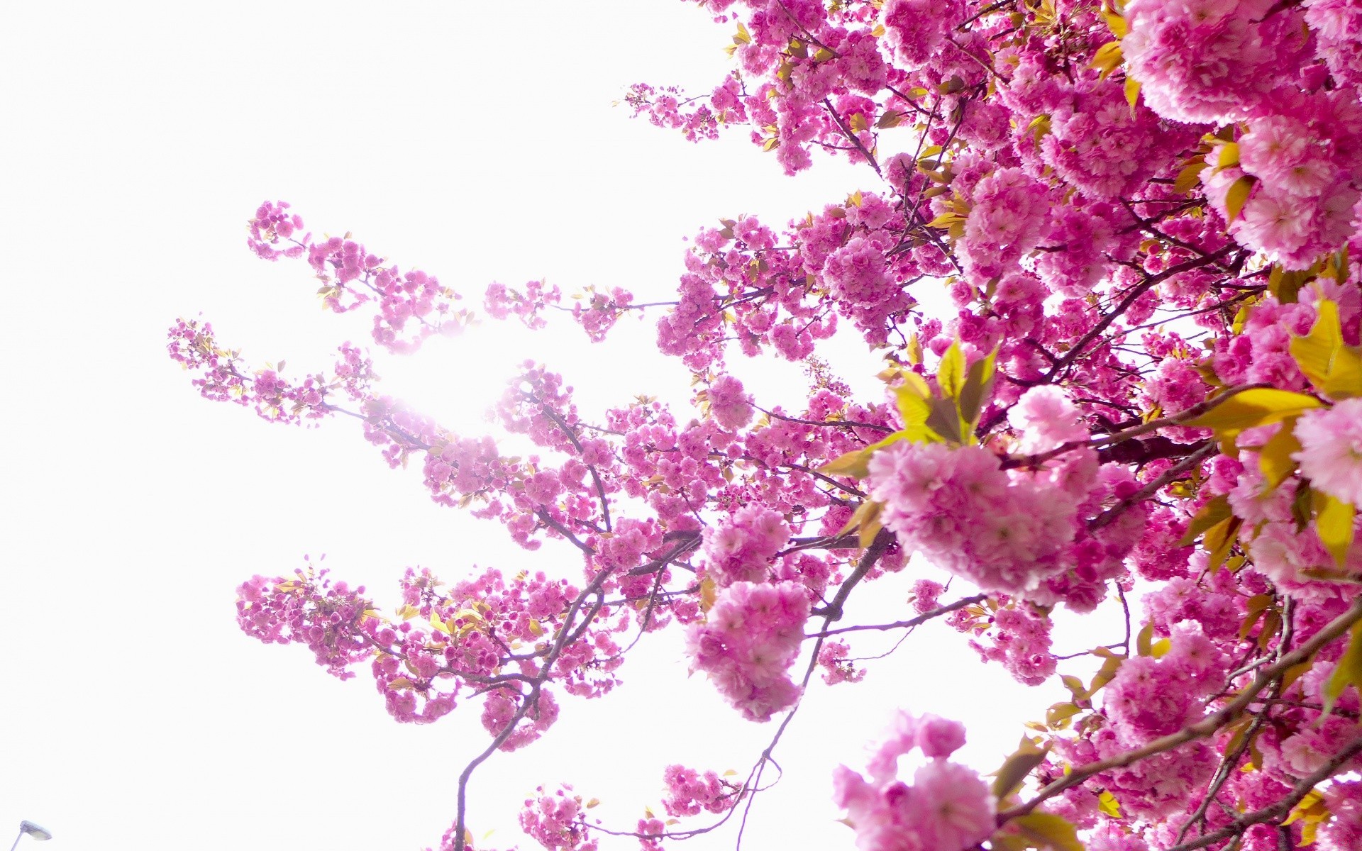 frühling blume flora kirsche zweig natur saison farbe blühen blumen baum blütenblatt desktop hell dekoration schön blatt kumpel garten sommer frische