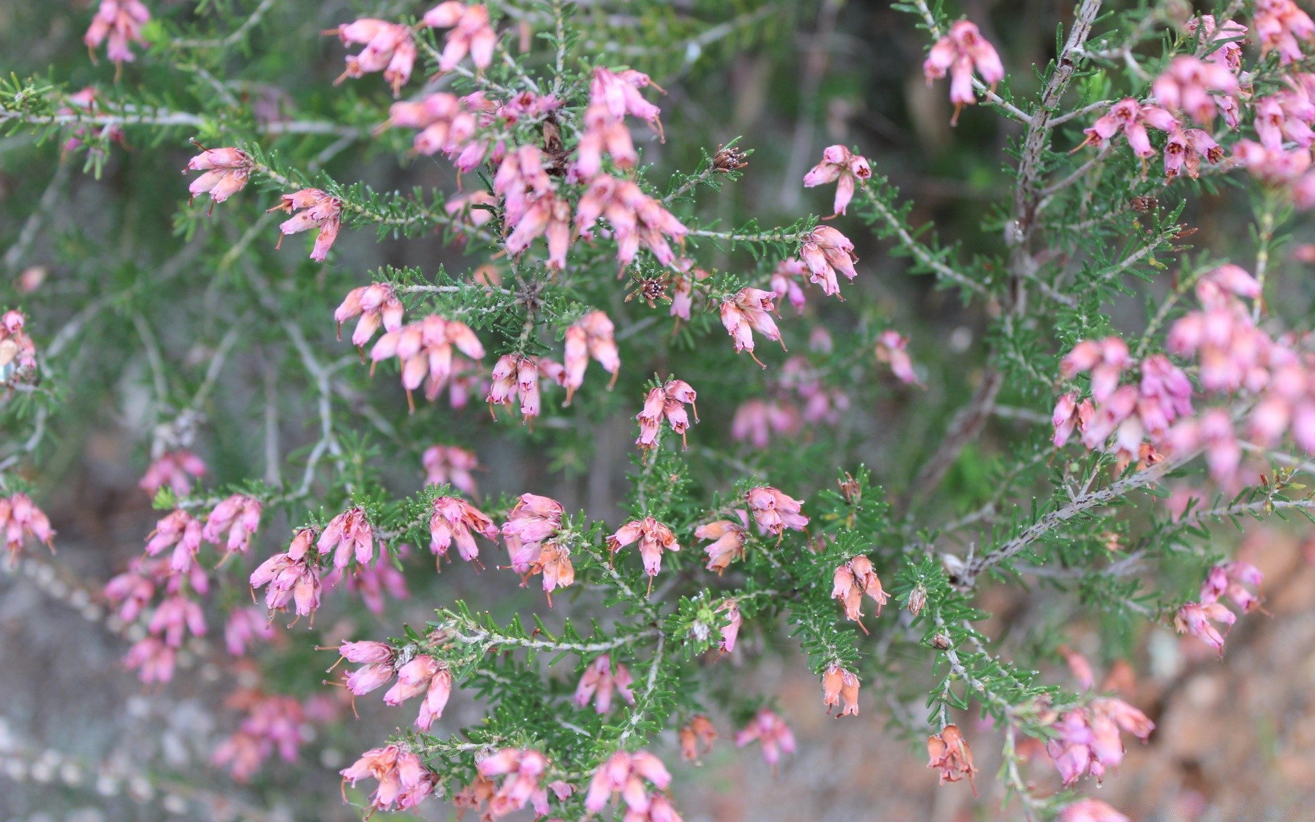 primavera naturaleza flor árbol flora temporada rama salvaje al aire libre jardín hoja arbusto color madera evergreen floral primer plano blooming hit verano