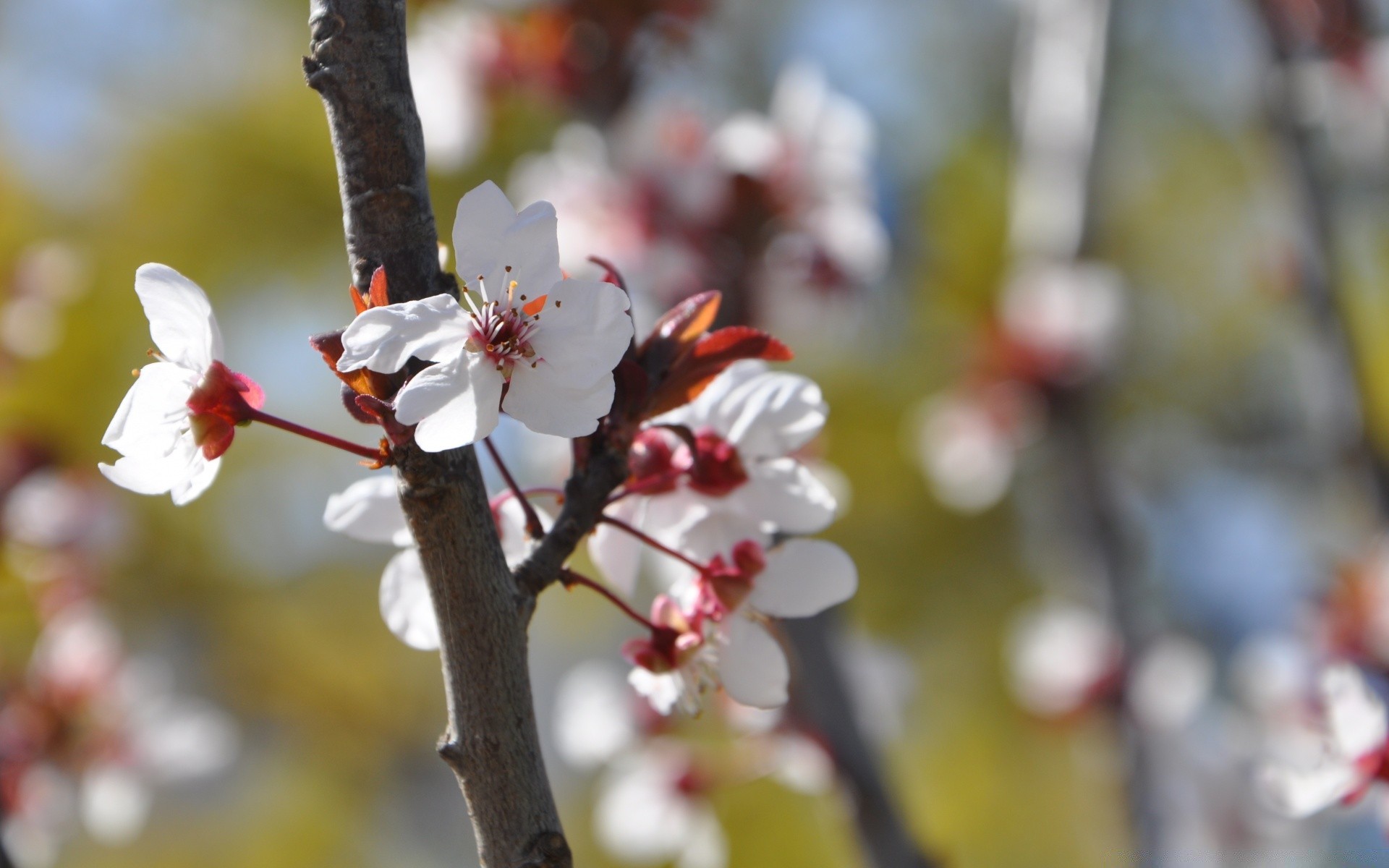 frühling natur baum blume kirsche zweig im freien apfel blatt wachstum saison garten flora hell park