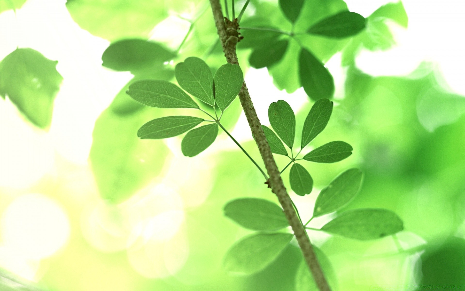 spring leaf flora nature garden growth close-up desktop freshness summer environment branch clover flower bright