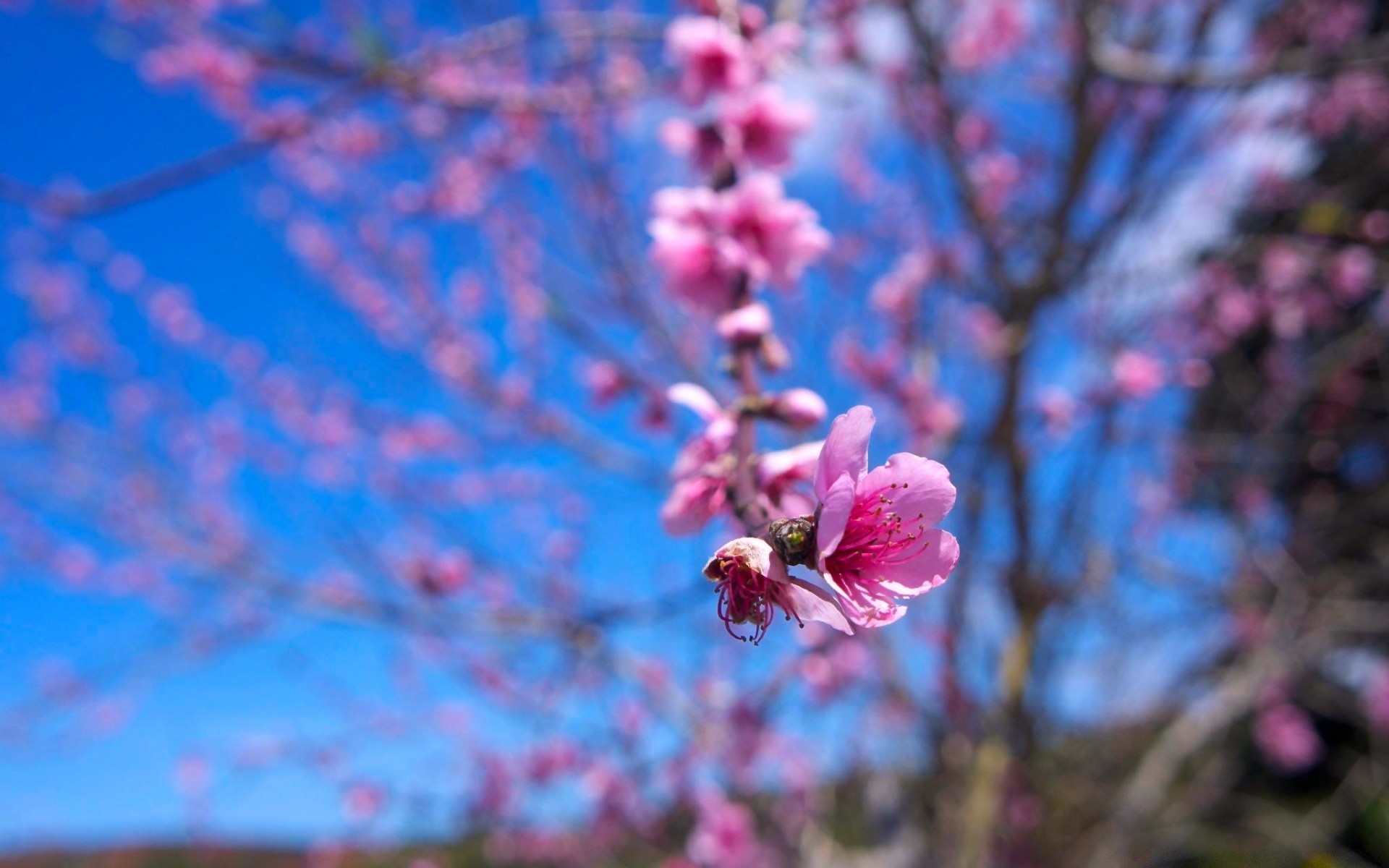 primavera flor árbol rama flora naturaleza estación jardín cereza al aire libre floración pétalo crecimiento color brillante amigo hoja