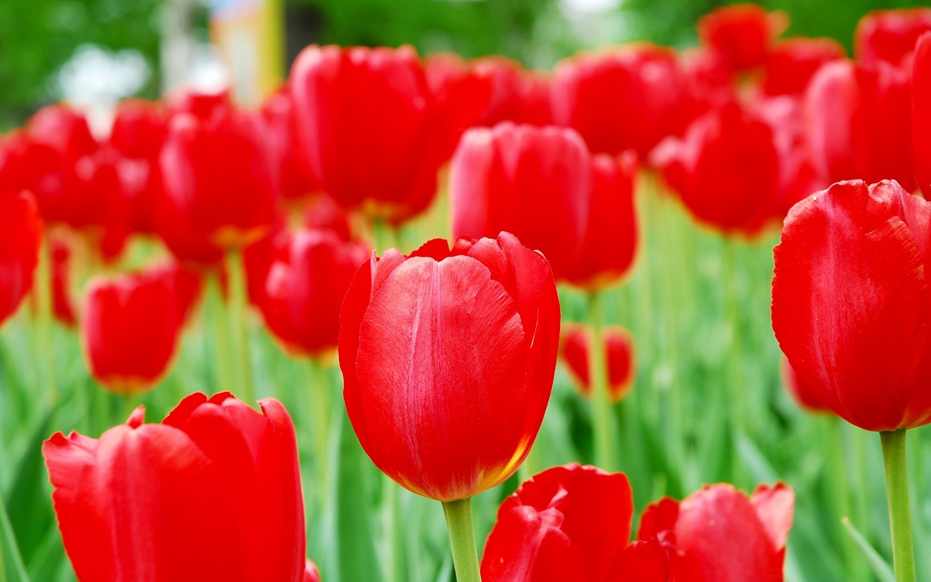 spring tulip nature garden leaf flower flora summer bright color growth floral easter season field