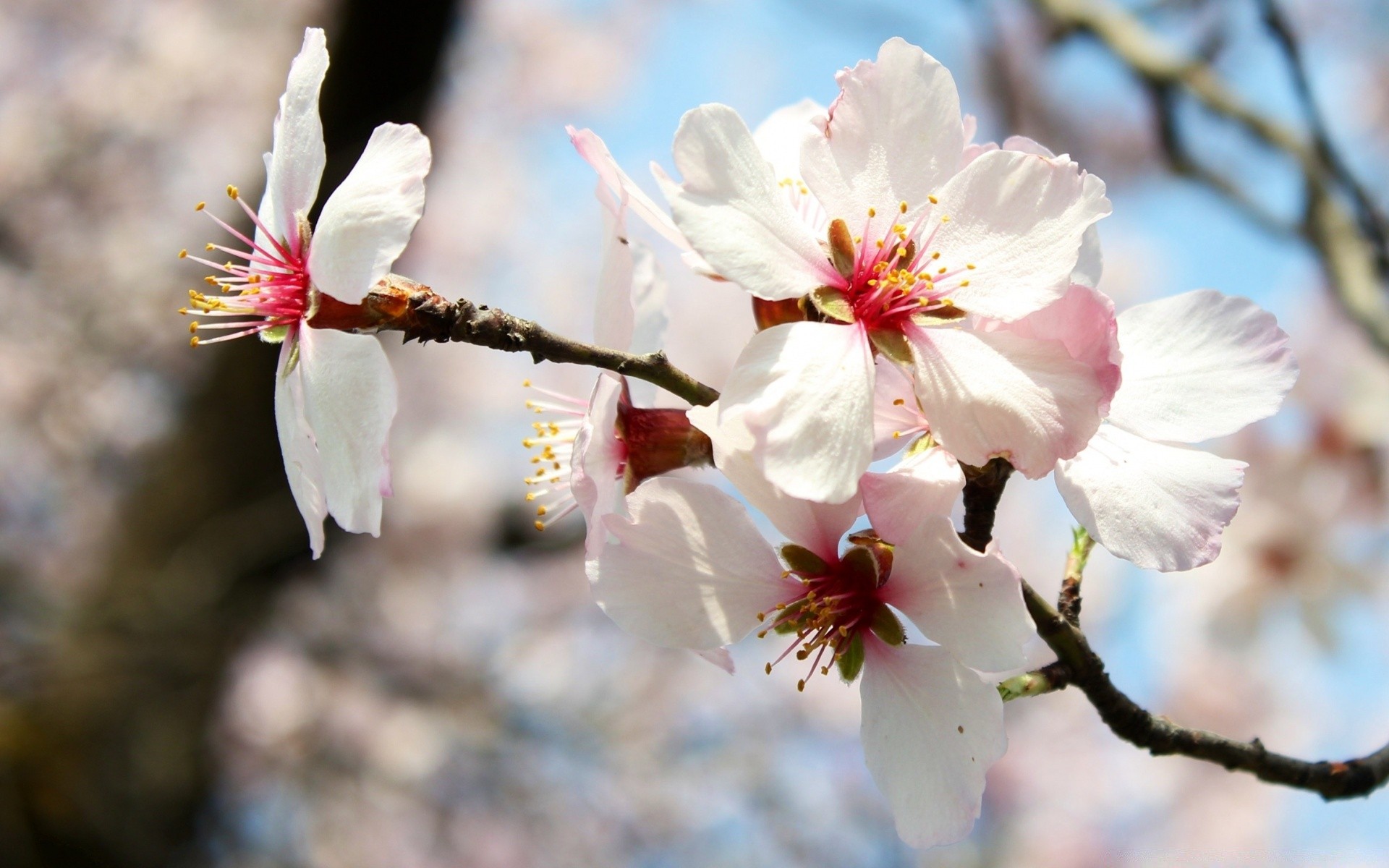 spring flower cherry tree branch nature flora bud apple plum peach growth outdoors petal garden blooming leaf apricot season springtime