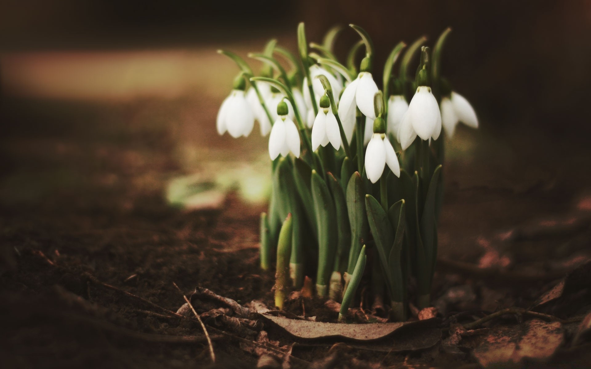 wiosna natura kwiat liść flora drewno ogród na zewnątrz kolego płatek sezon wzrost zbliżenie rozmycie