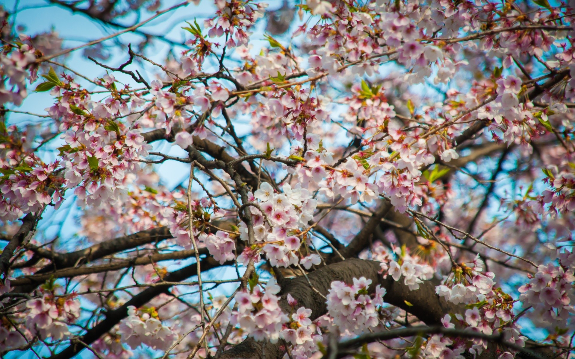 printemps cerise fleur arbre branche saison flore nature bluming pétale floral copain parc printemps jardin pomme croissance feuille prune couleur gros plan