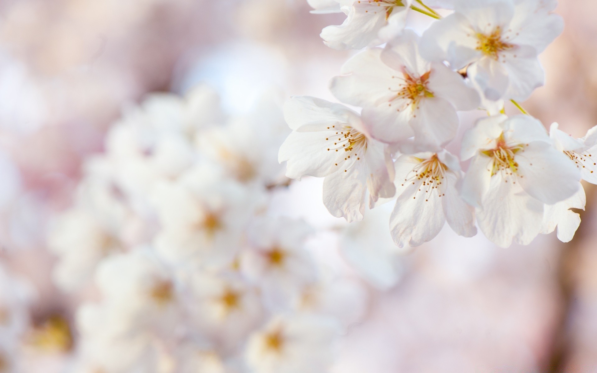 spring flower nature flora garden leaf season blooming growth petal outdoors bright tree cherry floral branch summer delicate bud close-up