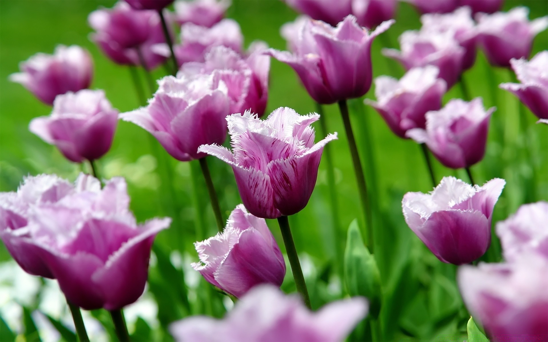 spring nature tulip flower garden leaf flora summer bright outdoors easter field growth fair weather color petal floral park