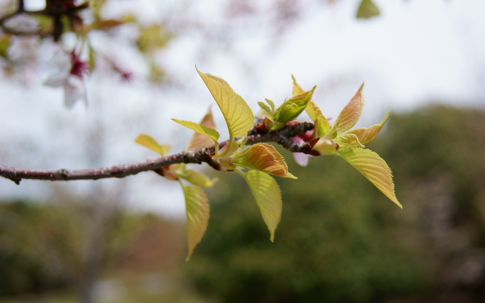 spring leaf nature tree outdoors flower branch flora garden growth summer bright park fair weather season fall close-up