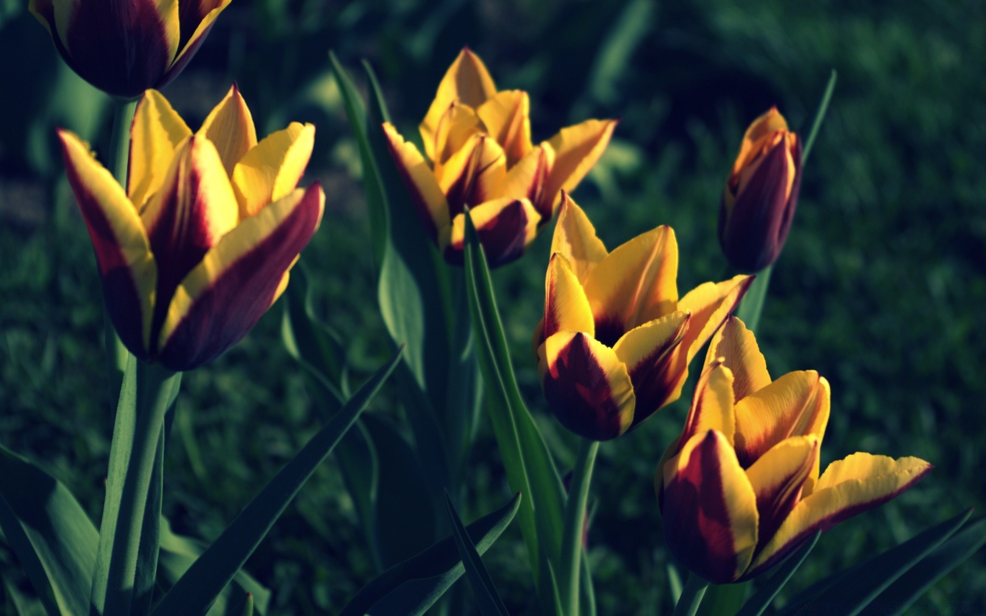 printemps tulipe nature lumineux fleur été jardin flore feuille pâques à l extérieur beau temps croissance couleur soleil herbe saison