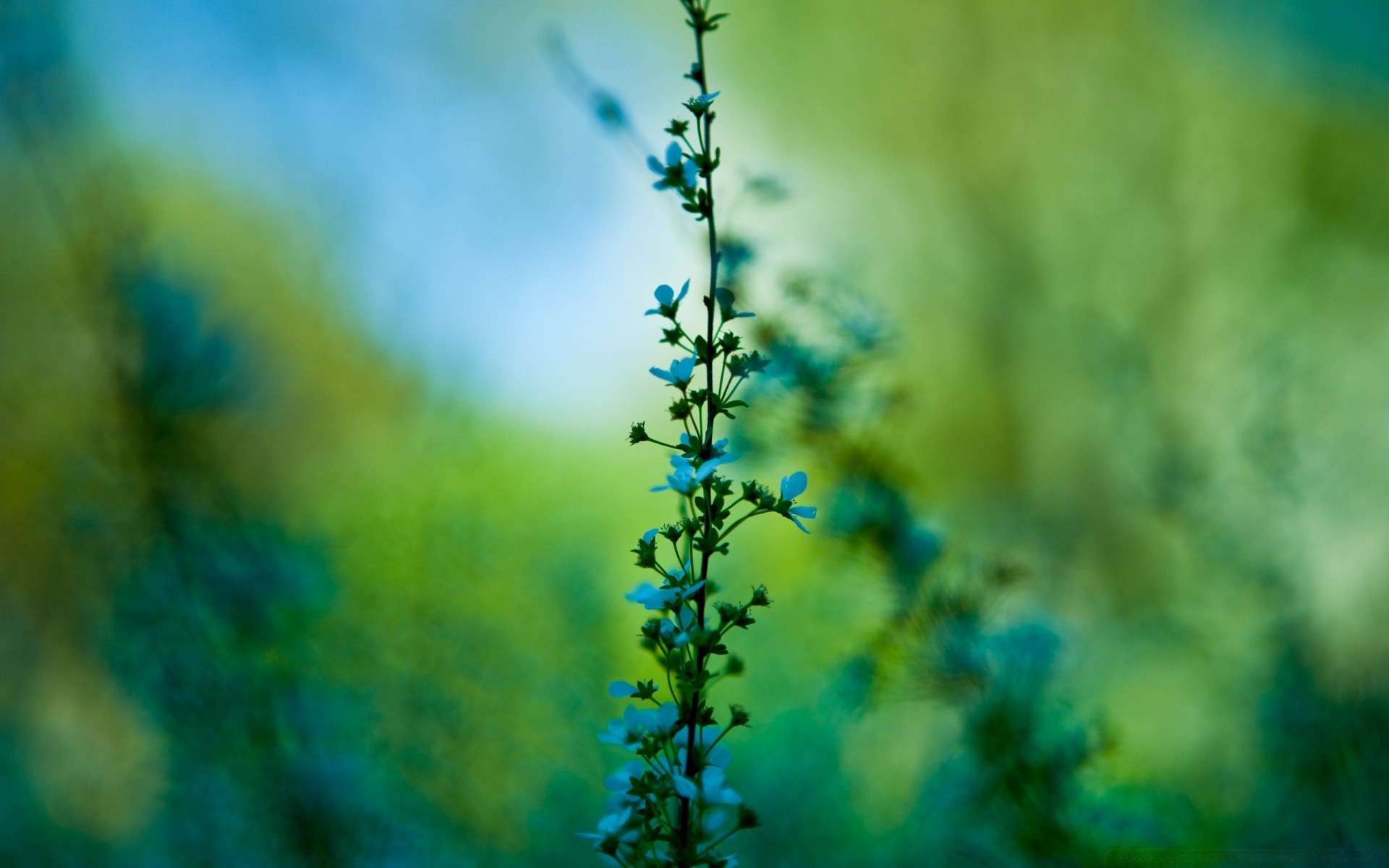 primavera folha natureza ao ar livre verão flor borrão flora crescimento bom tempo