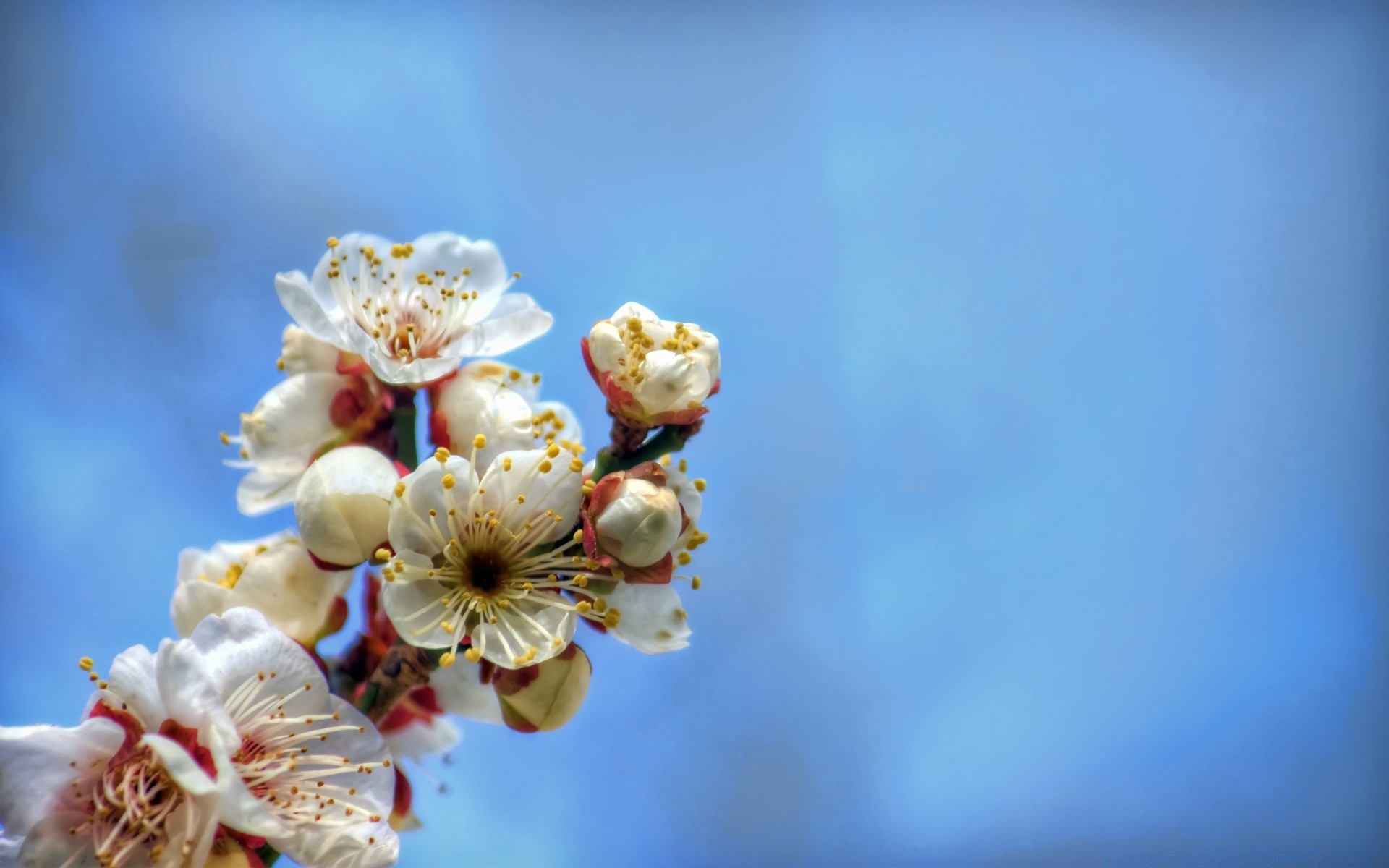 spring flower nature cherry flora summer apple leaf blur outdoors bright growth tree garden branch color fair weather