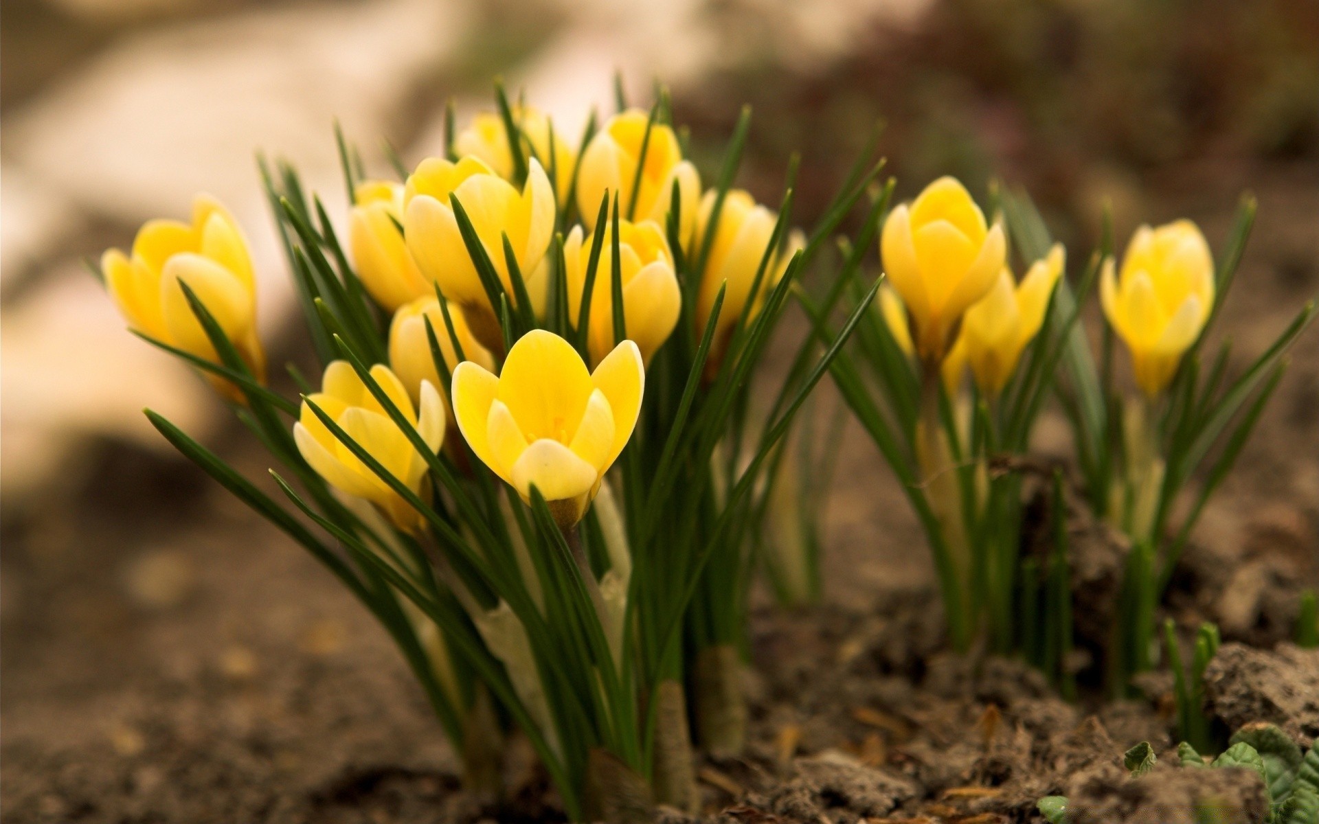 printemps nature jardin flore fleur feuille été pâques herbe saison lumineux beau temps croissance à l extérieur champ tulipe pétale couleur floral bluming