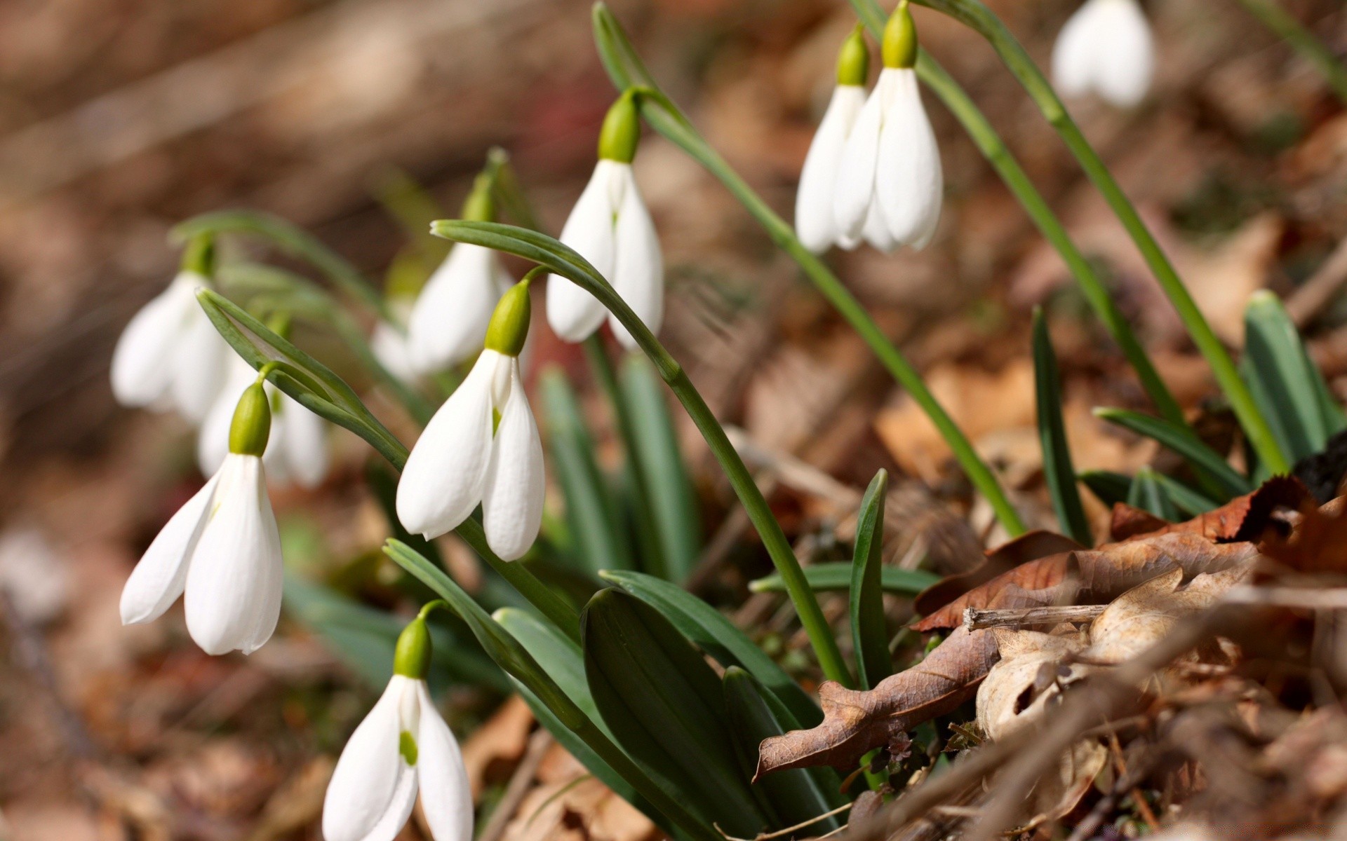 wiosna natura kwiat liść sezon flora na zewnątrz ogród płatek kwiatowy park zbliżenie wcześnie bluming kolego wzrost trawa wielkanoc dobra pogoda drewna