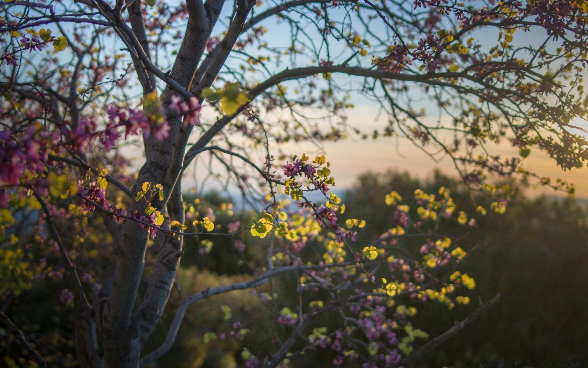 primavera fiore albero flora ramo natura stagione giardino crescita fiore paesaggio foglia parco all aperto fiore di ciliegio floreale bel tempo soleggiato petalo