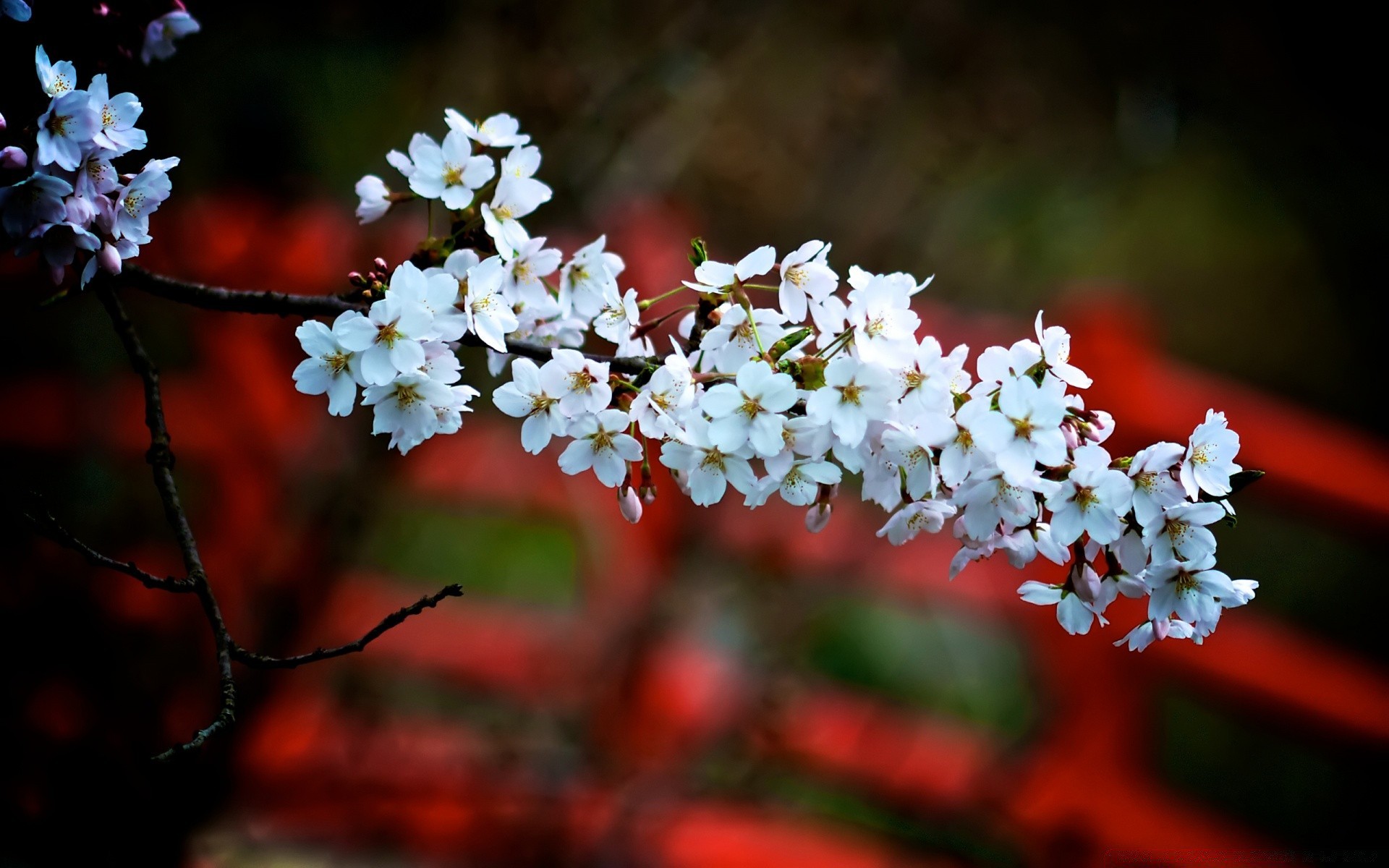 spring flower garden flora nature petal blooming tree cherry leaf branch floral season park color bud growth outdoors close-up