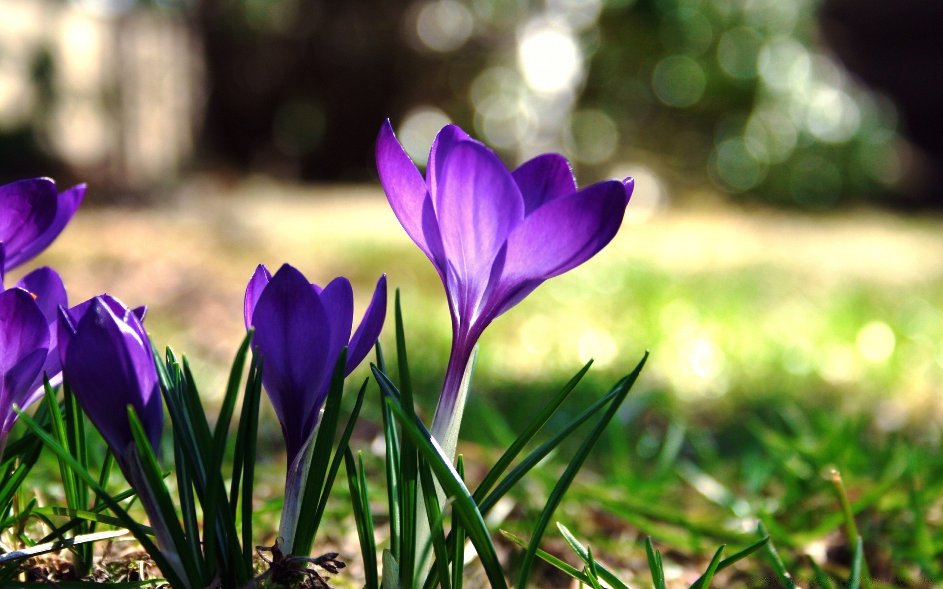 frühling blume natur garten flora blatt gras blumen blühen blütenblatt wachstum sommer park farbe jahreszeit feld ostern gutes wetter im freien heuhaufen