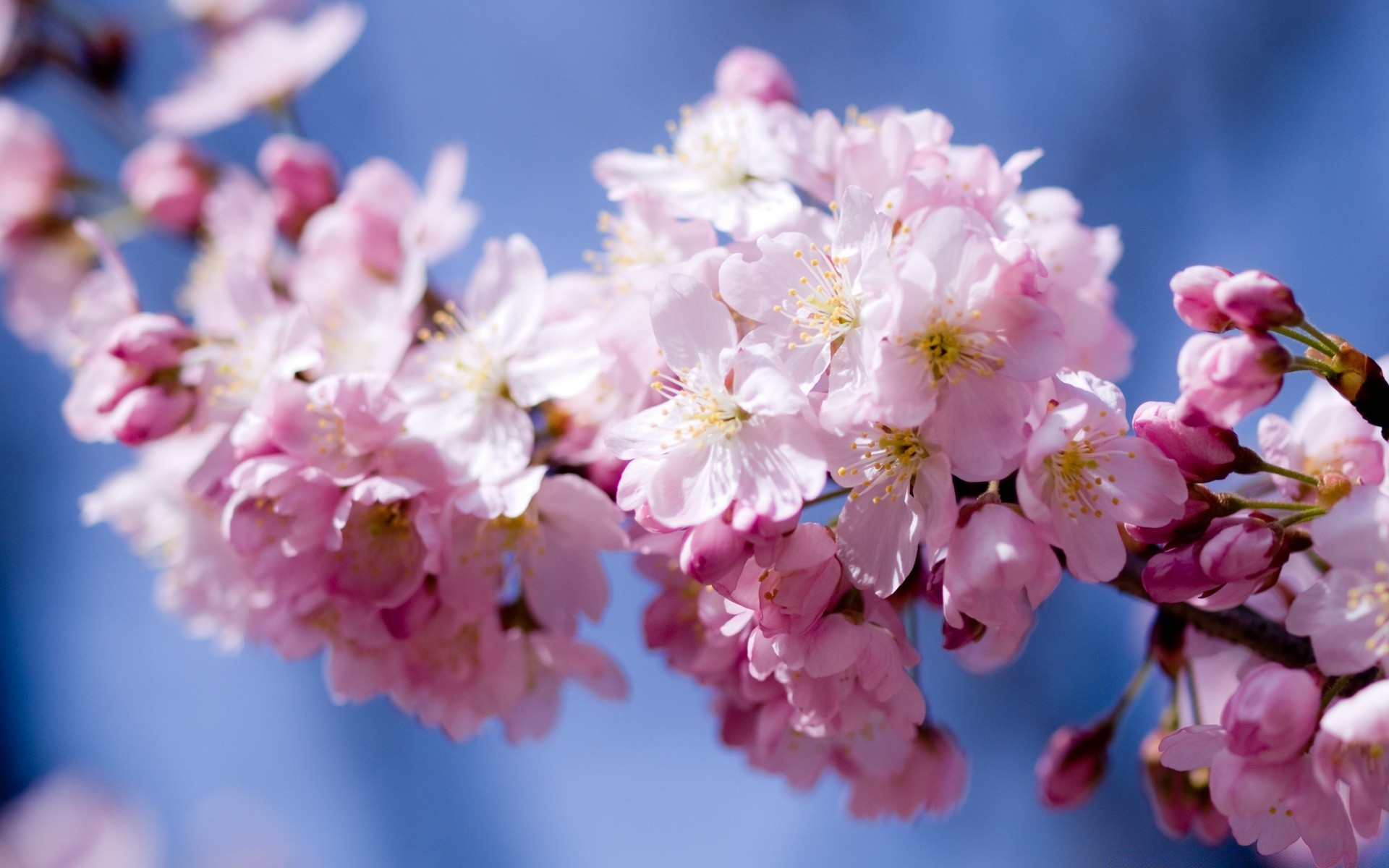 spring flower cherry nature flora branch garden tree blooming petal season floral color bud bright leaf springtime summer delicate easter