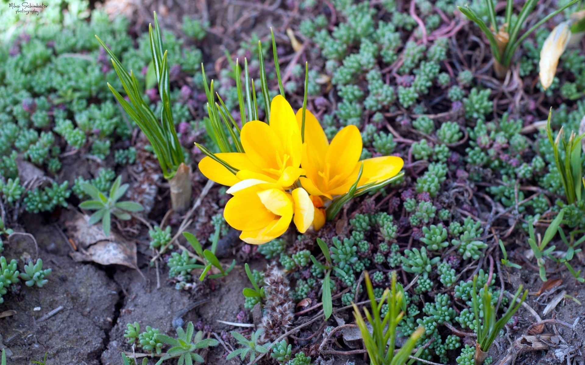 wiosna natura kwiat flora ogród liść trawa sezon bluming wzrost park kwiatowy kolor zbliżenie na zewnątrz pole lato botaniczny ziemia