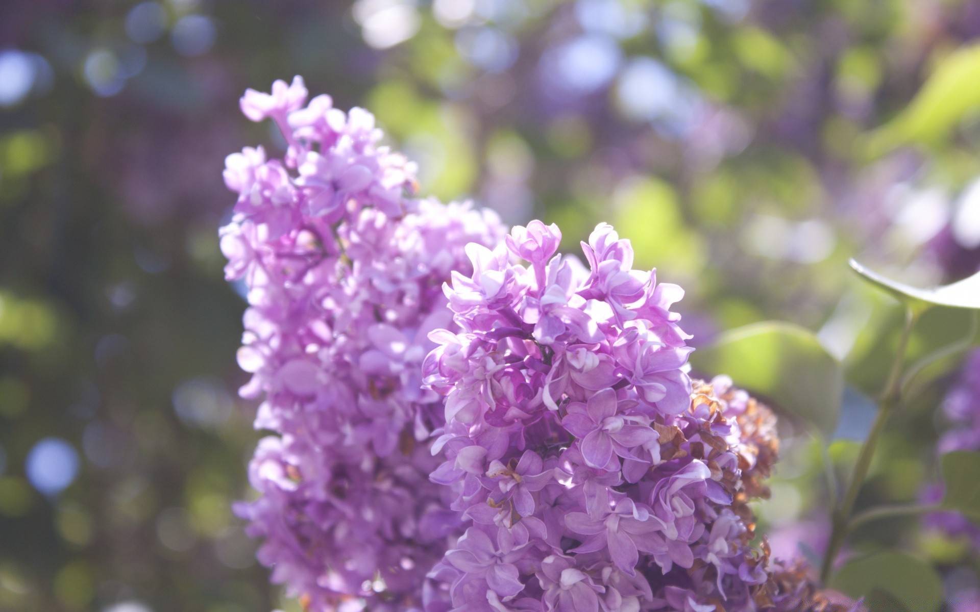 bahar çiçek doğa flora çiçek açan bahçe çiçek taçyaprağı yaprak yaz lavanta violet renk şube ağaç güzel sezon çalı açık havada büyüme