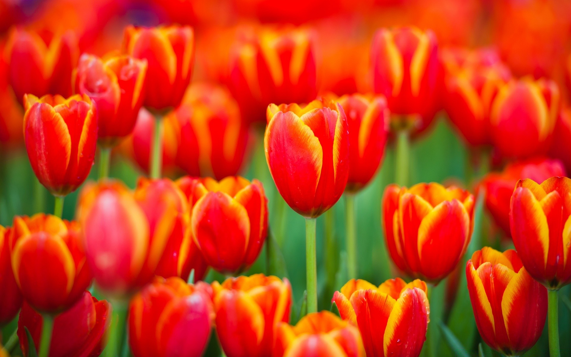 bahar lale doğa parlak bahçe flora çiçek renk yaprak çiçek yaz paskalya sezon parlak açık havada buket