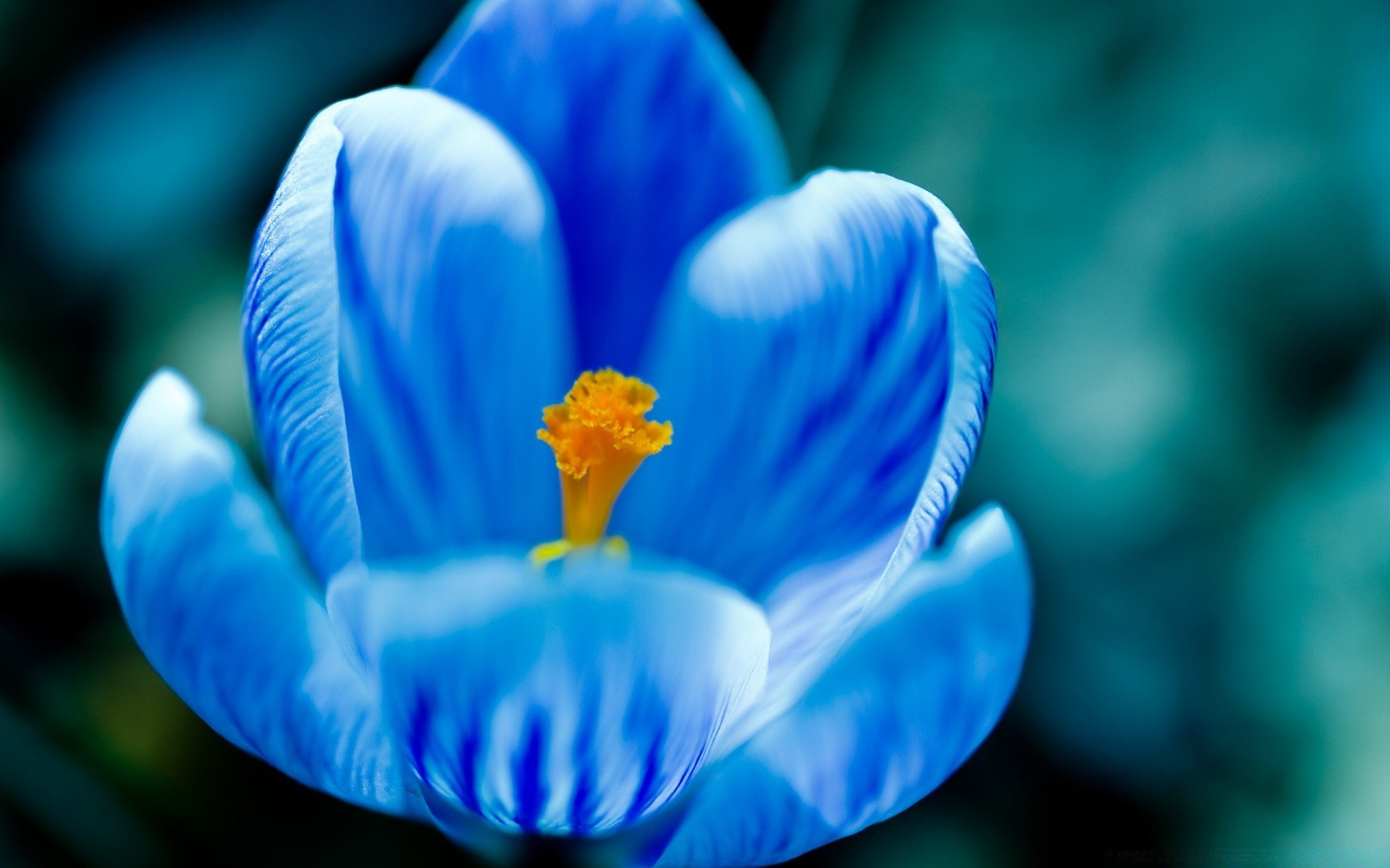 spring blur flower nature color biology