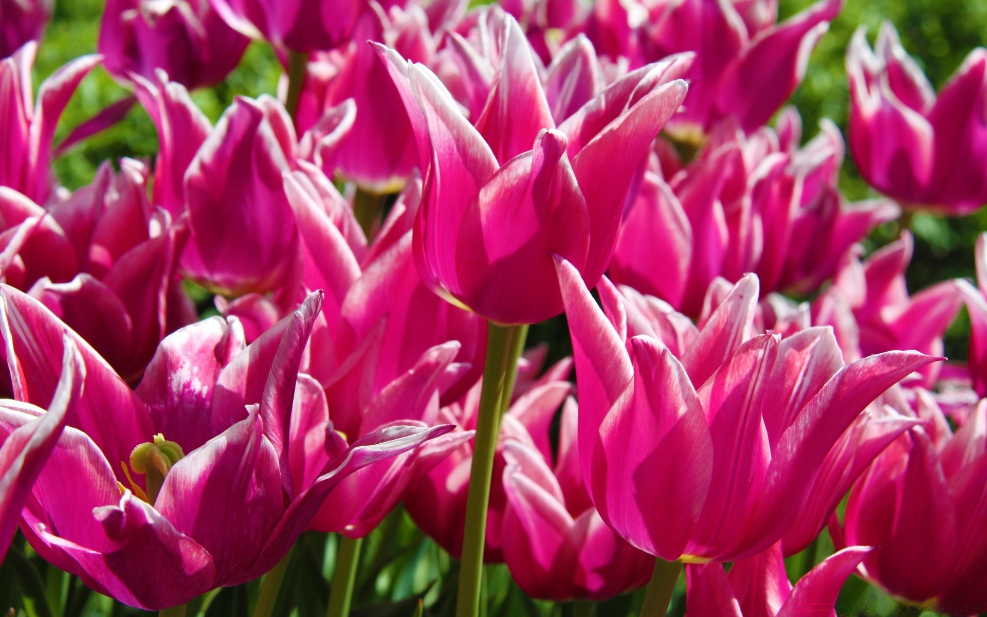Фиолетовые тюльпаны в саду скачать