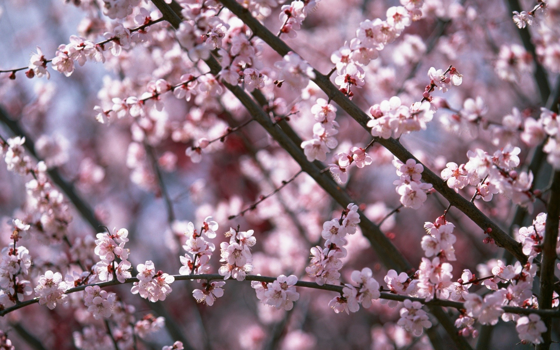 spring cherry flower tree branch nature plum season apple flora springtime bud growth blooming petal floral outdoors leaf bright apricot