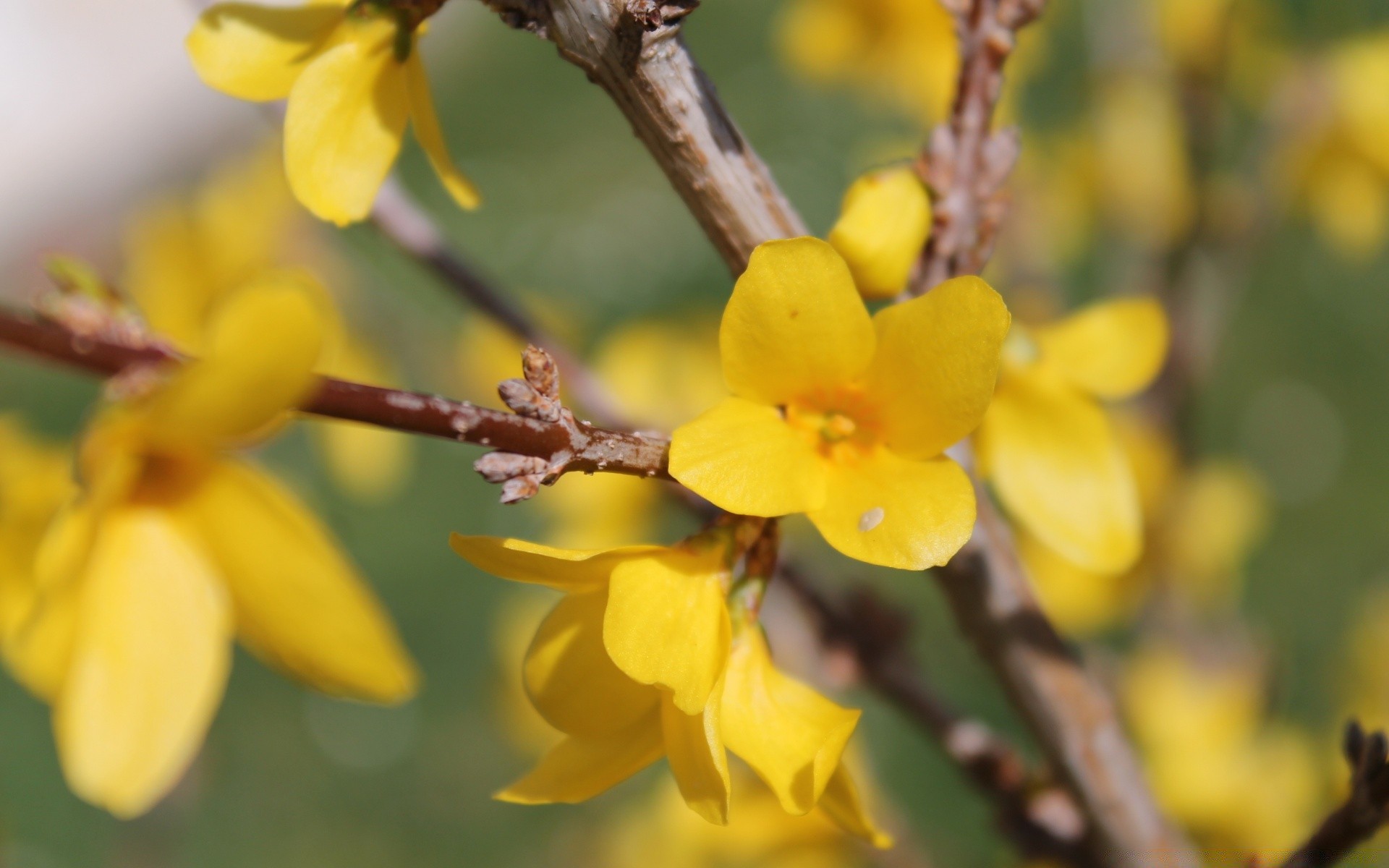 spring nature flower flora branch leaf garden tree growth easter blooming outdoors season bright close-up color bud springtime floral