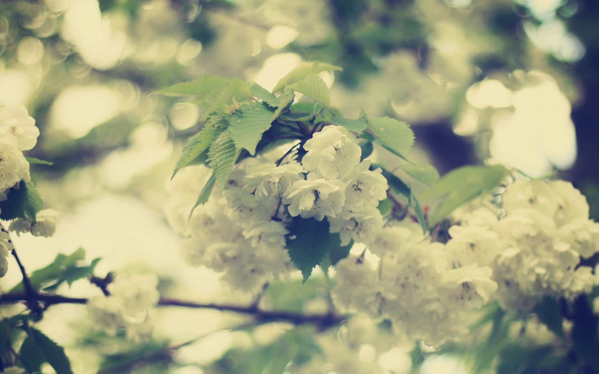 primavera fiore natura foglia albero flora giardino stagione ramo sfocatura floreale estate all aperto bella colore bel tempo sole parco close-up luminoso