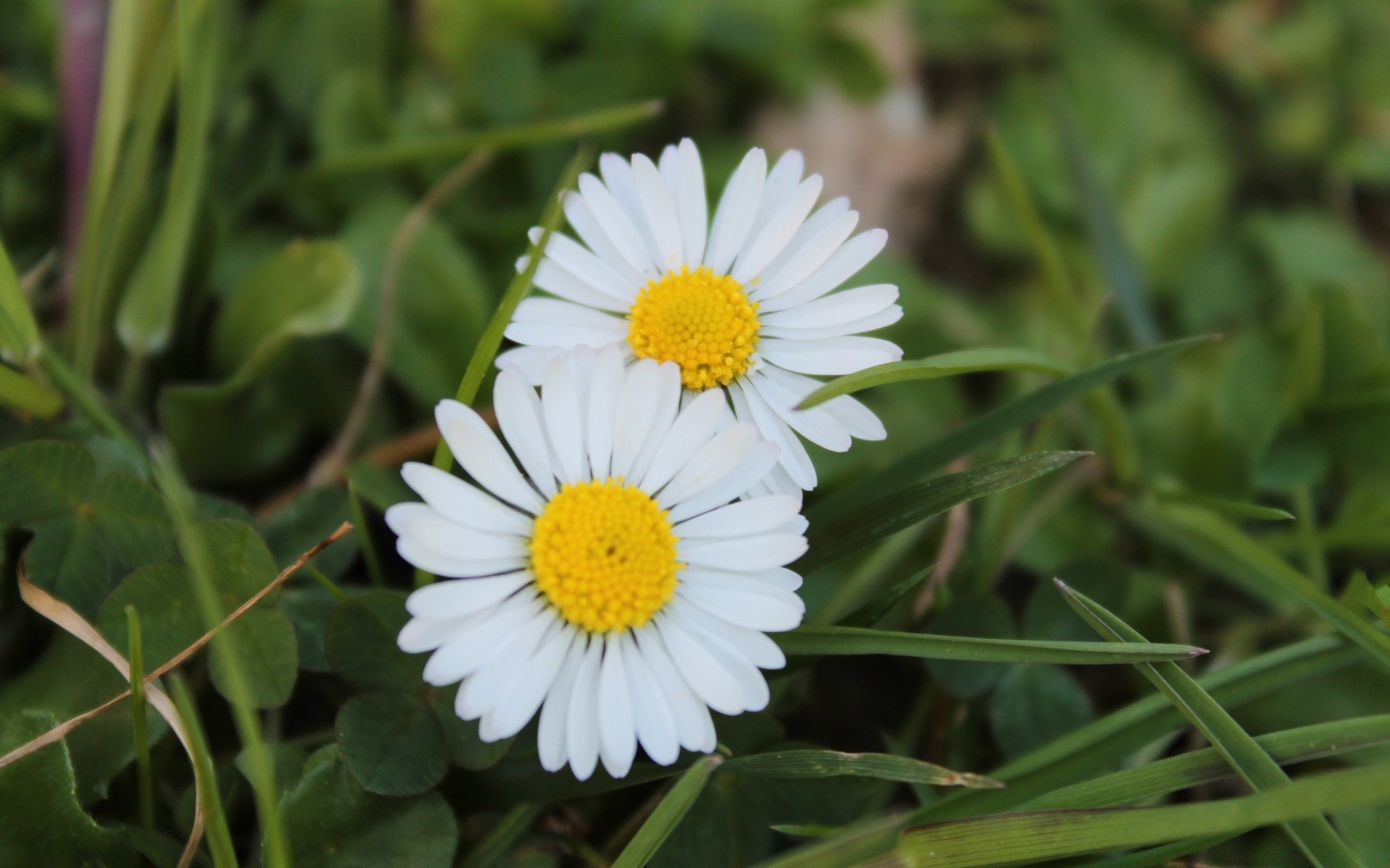 spring nature flora summer flower garden field season close-up grass bright leaf blooming hayfield floral beautiful outdoors color petal