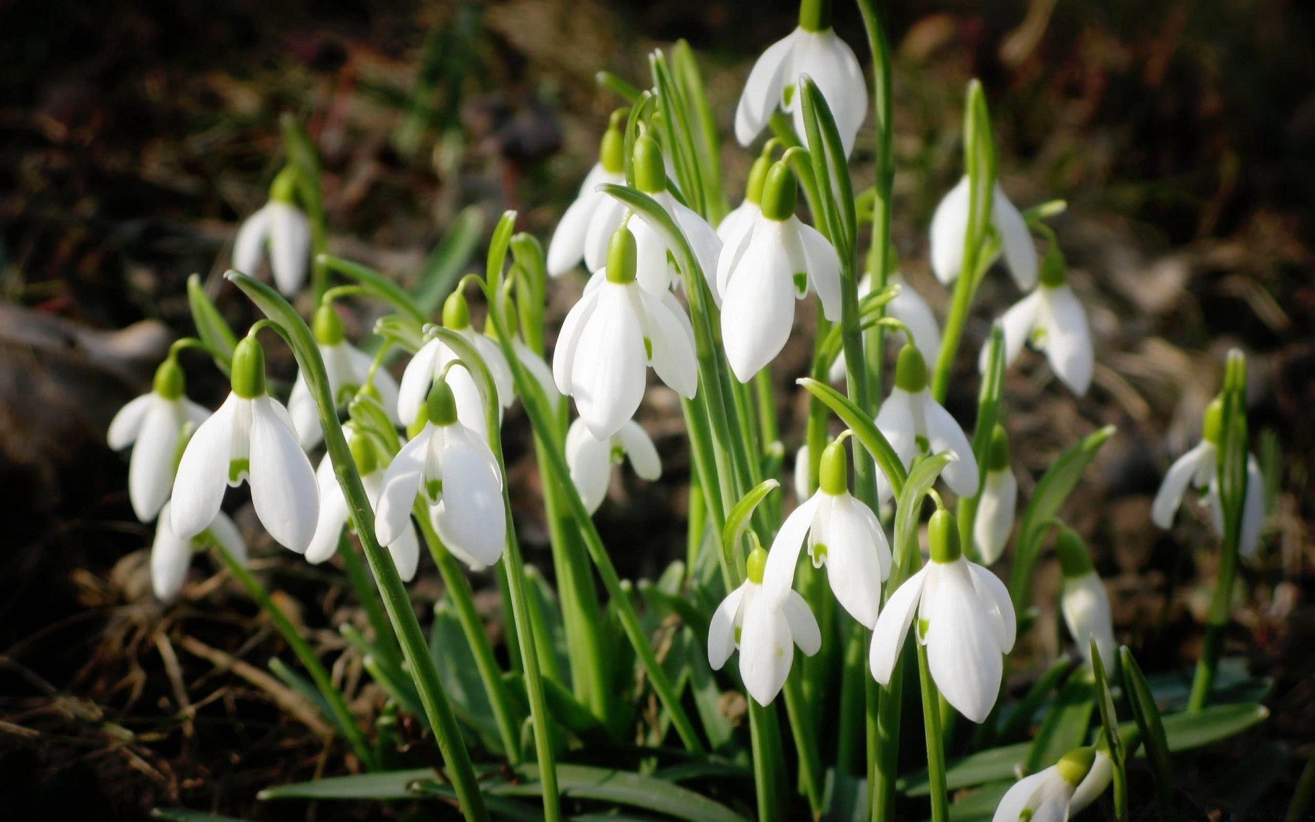 spring flower nature flora season leaf garden floral petal park close-up blooming springtime bud head outdoors early bulb grass growth